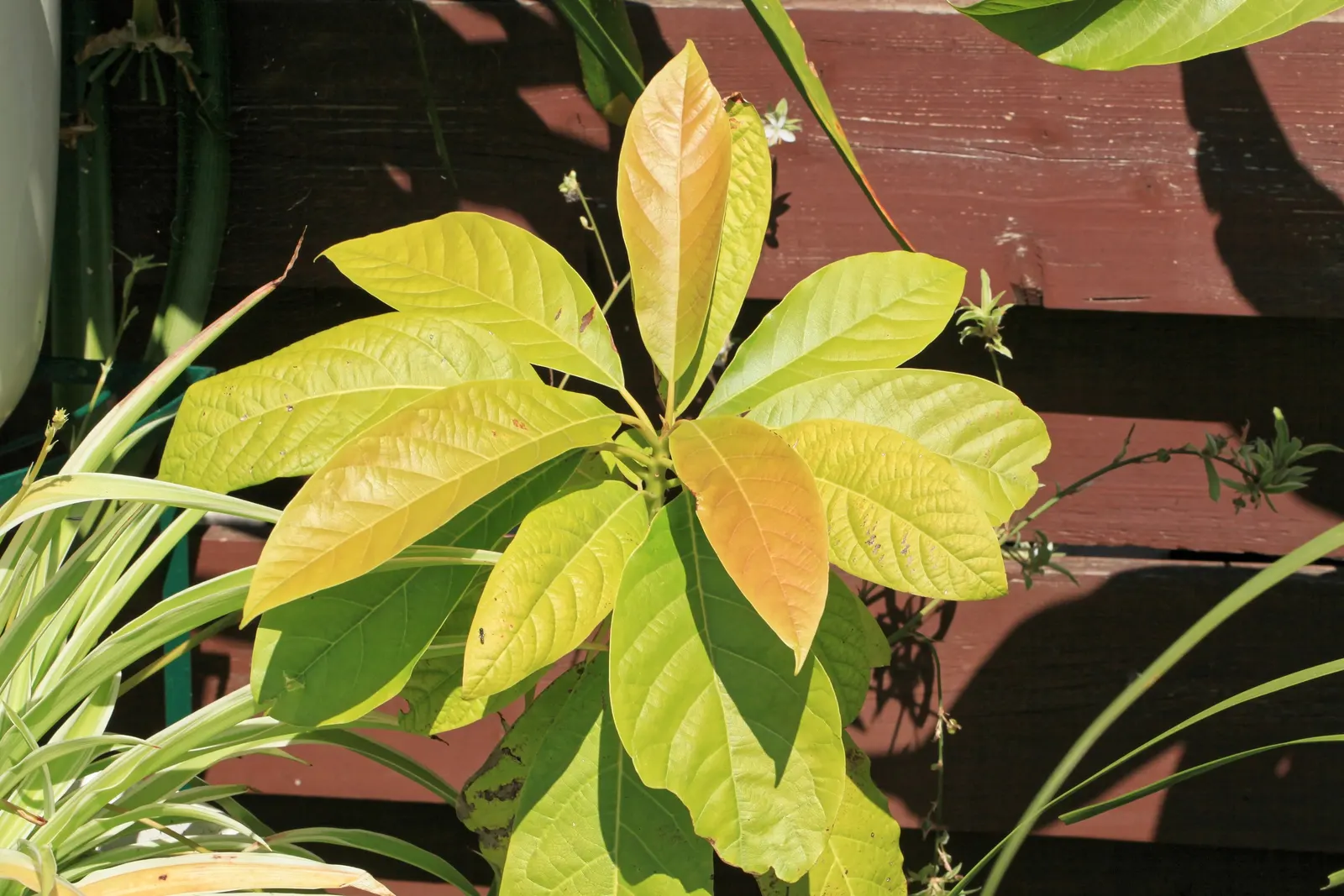 Avocado (Persea Americana) — tree with yellow blooms