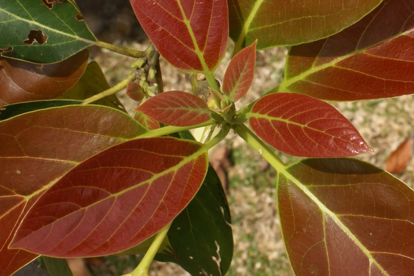 Avocado (Persea Americana) — Avocados require regular watering but are sensitive to frost and extreme heat; it's a popular choice for landscape design due to