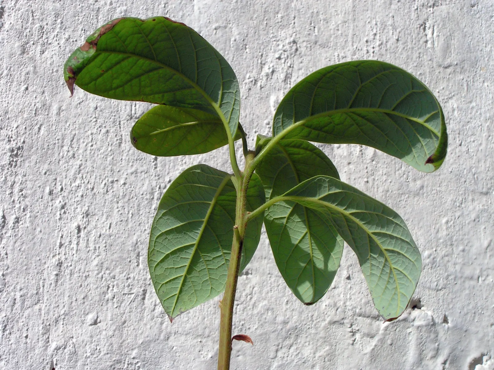 Avocado (Persea Americana) — tree for full or half