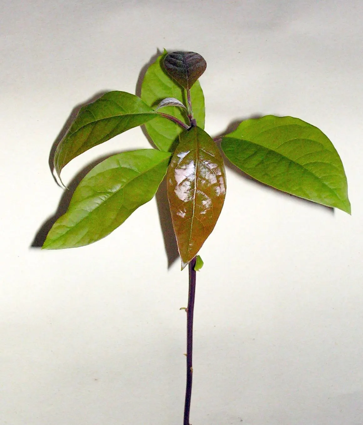 Avocado (Persea Americana) — Avocados require regular watering but are sensitive to frost and extreme heat; it's a popular choice for landscape, image 55