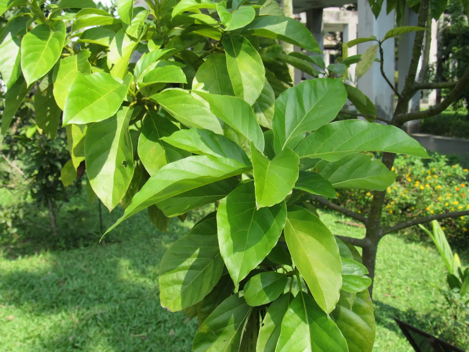 Avocado (Persea Americana) — layered appearance of its canopy; it favors USDA zones 9b-11 and thrives in well-draining soil