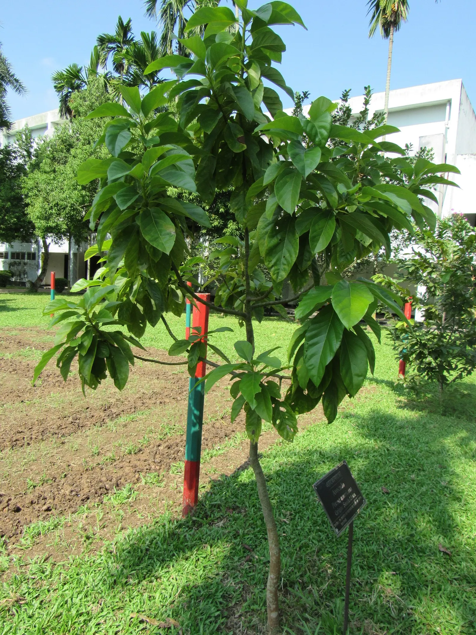 Avocado (Persea Americana) — contributing to the dense; gardeners must be mindful of water needs