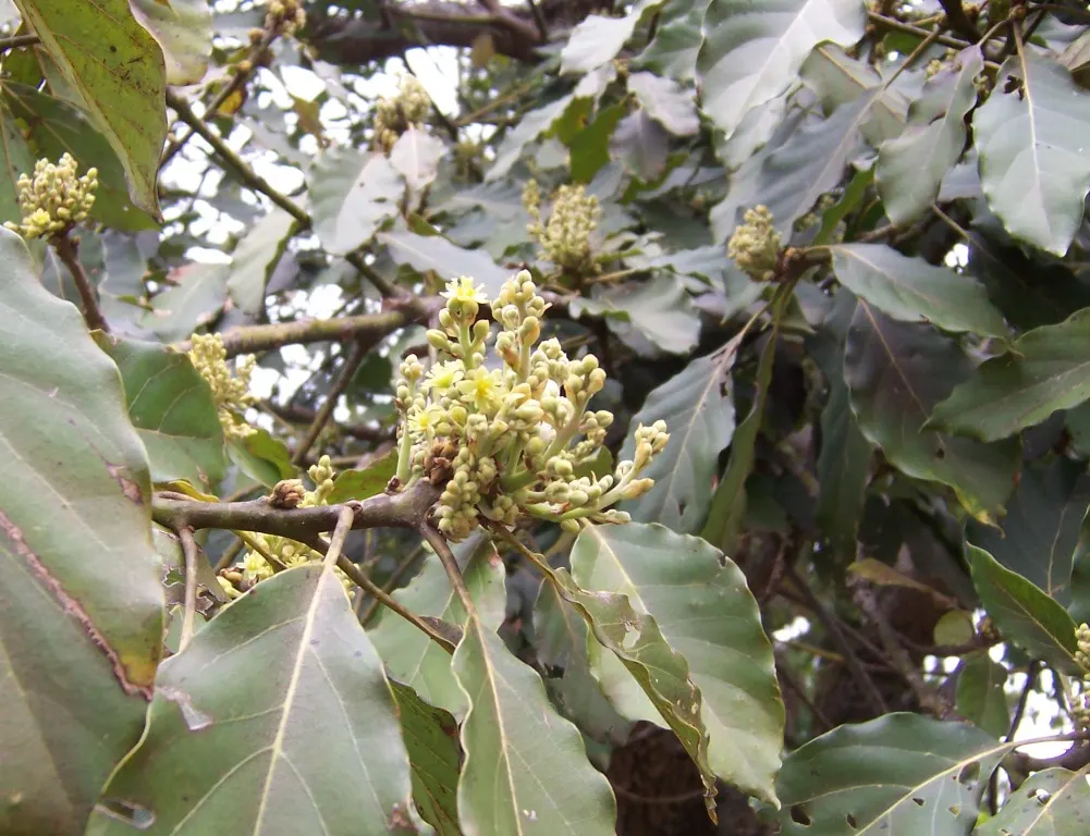 Avocado (Persea Americana) — The tree can reach a height of 40 to 80 feet with a canopy spread of 20 to 30 feet; while young trees benefit from, image 59