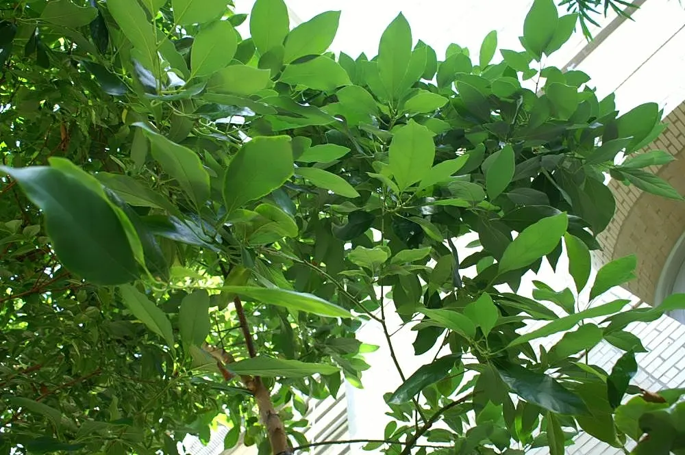 Avocado (Persea Americana) — Successful pollination often requires cross-pollination with another avocado cultivar; yellow flowers in the garden