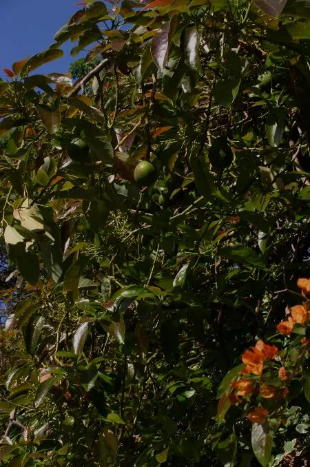 Avocado (Persea Americana) — deep watering to promote a healthy root system