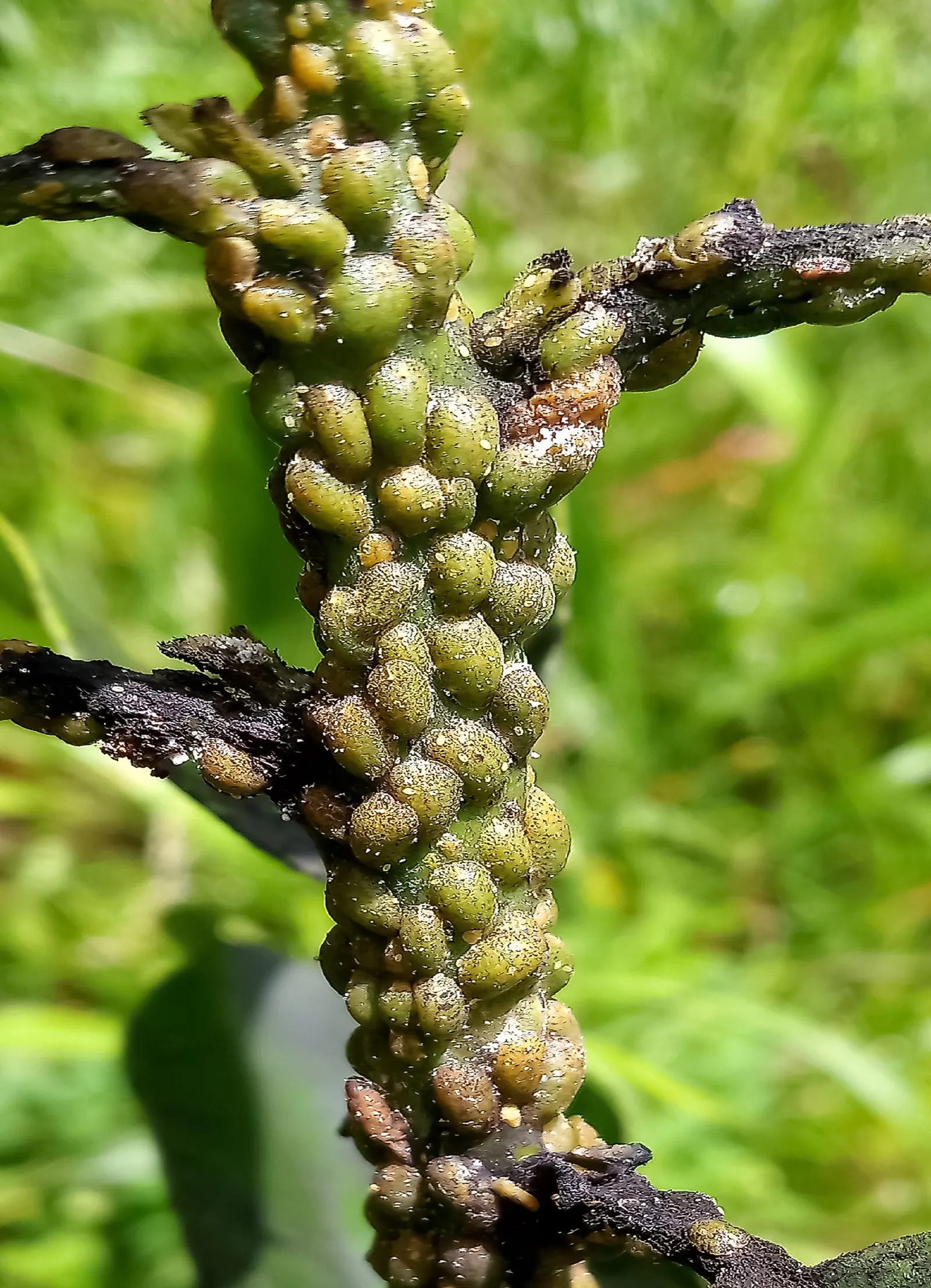 Avocado (Persea Americana) — layered appearance of its canopy