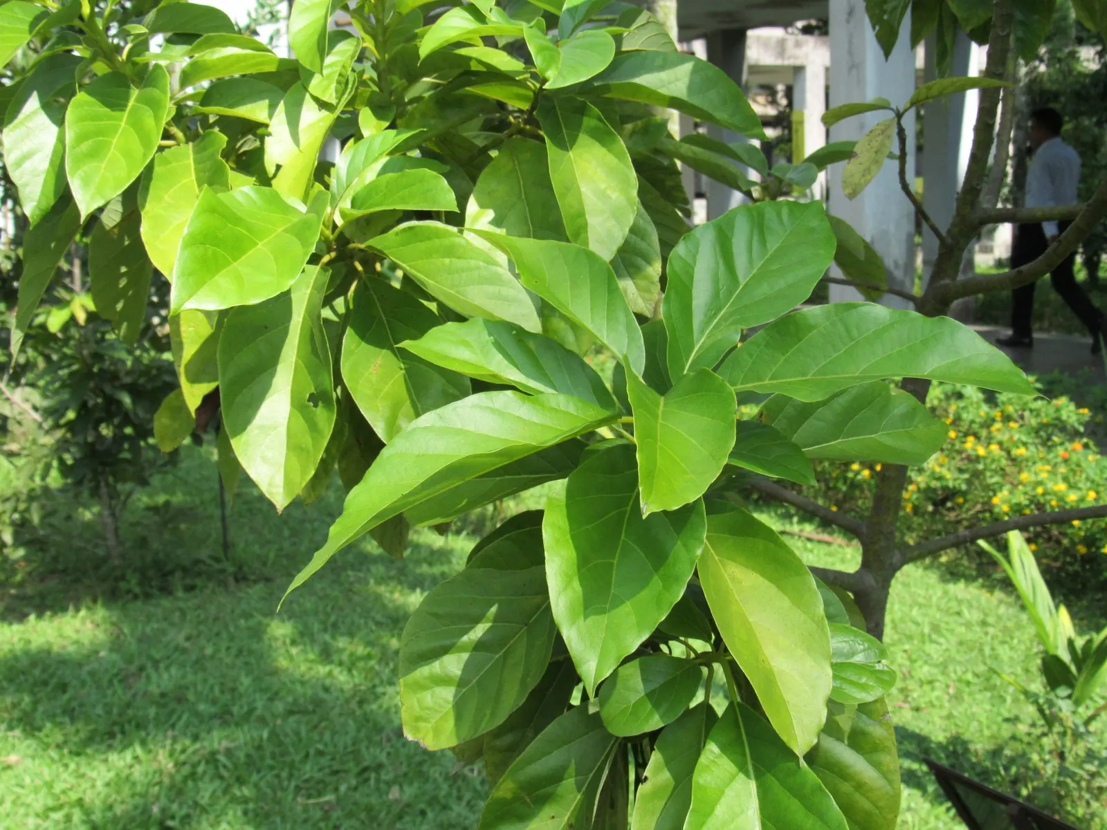 Avocado (Persea Americana) — It's a popular choice for landscape design due to its glossy; especially during dry spells, image 57