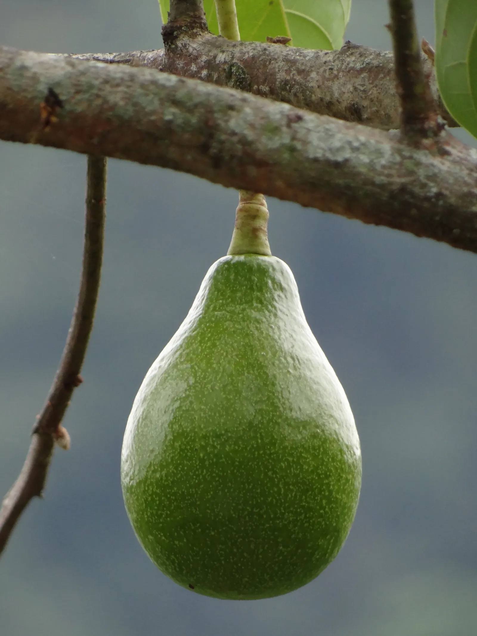 Avocado (Persea Americana) — The Avocado (Persea americana) is a fruit-bearing tree, native to Mexico, growing 20 to 40 feet tall; the evergreen, image 51
