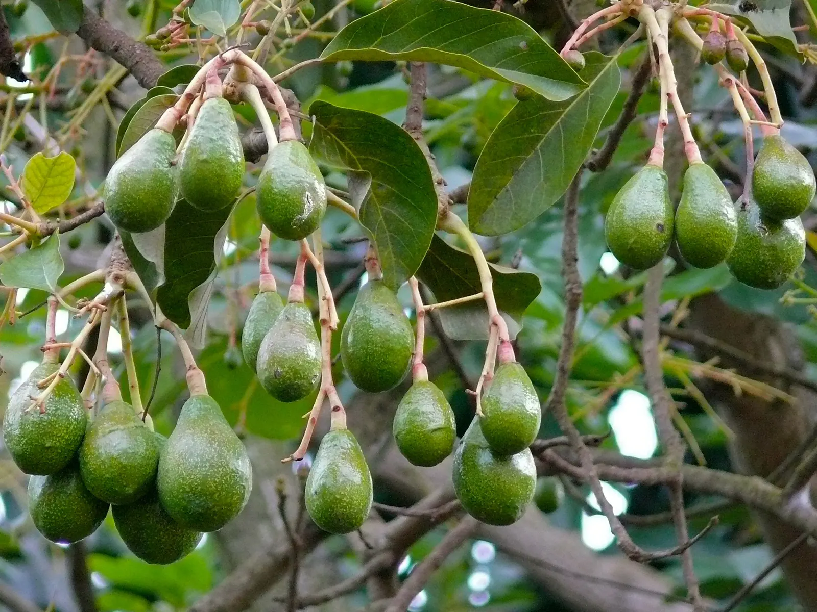 Avocado (Persea Americana) — Successful pollination often requires cross-pollination with another avocado cultivar