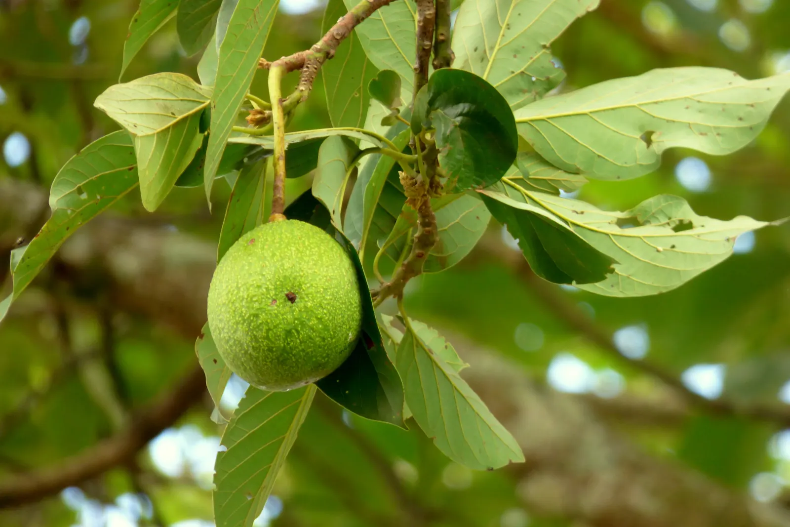 Avocado (Persea Americana) — The leaves are lanceolate; is a magnificent evergreen tree native to south-central Mexico and naturally thrives in subtropical