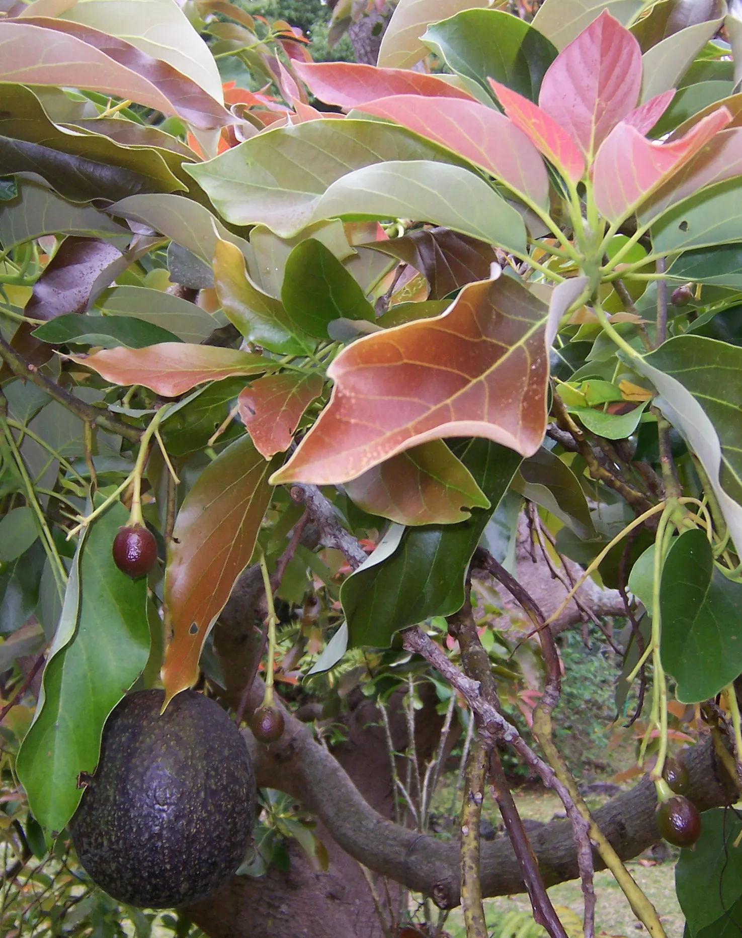 Avocado (Persea Americana) — Gardeners must be mindful of water needs; the leaves are lanceolate, image 70