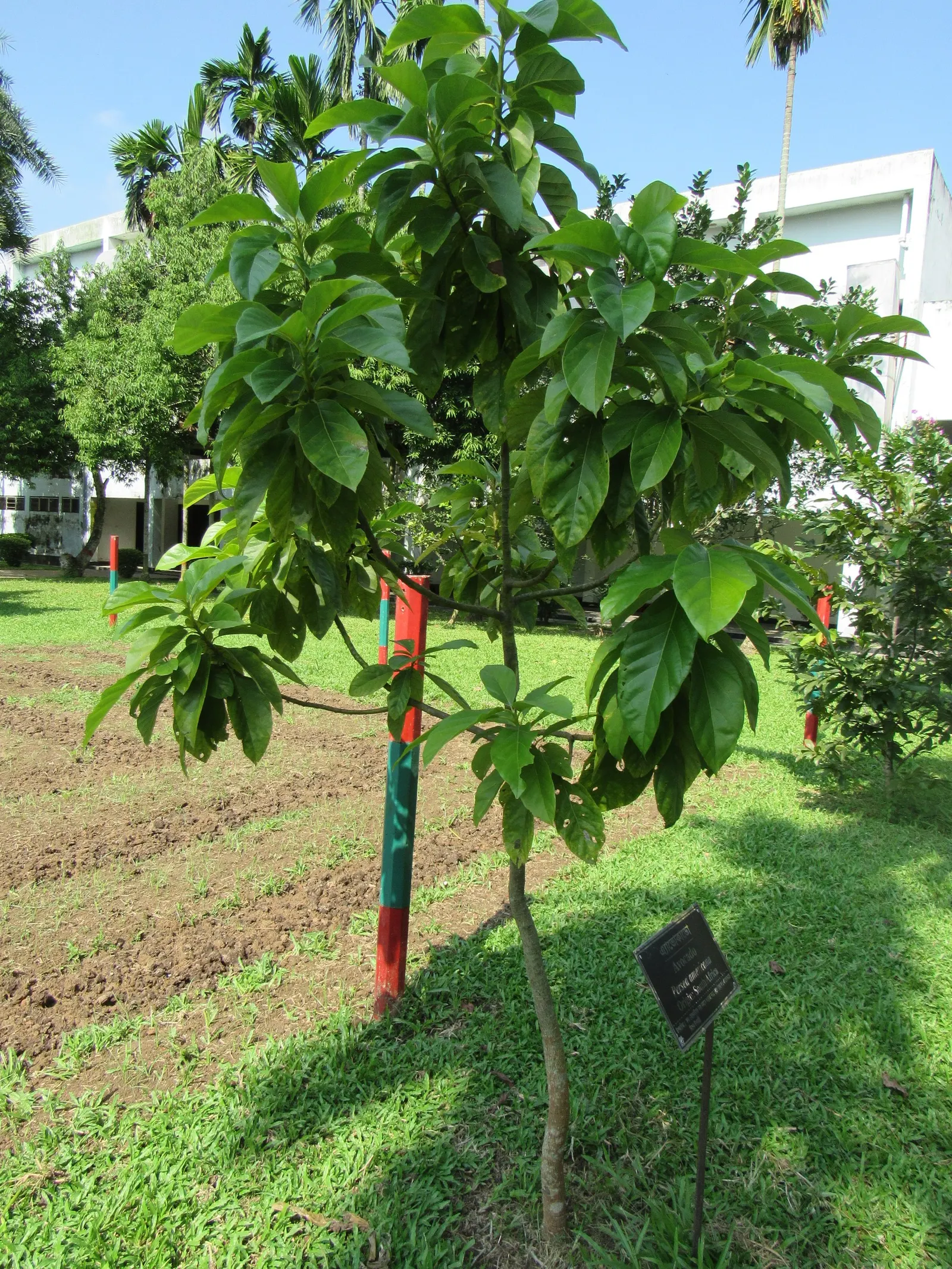 Avocado (Persea Americana) — yellow flowers in the garden; rich green foliage and the bountiful fruit it produces