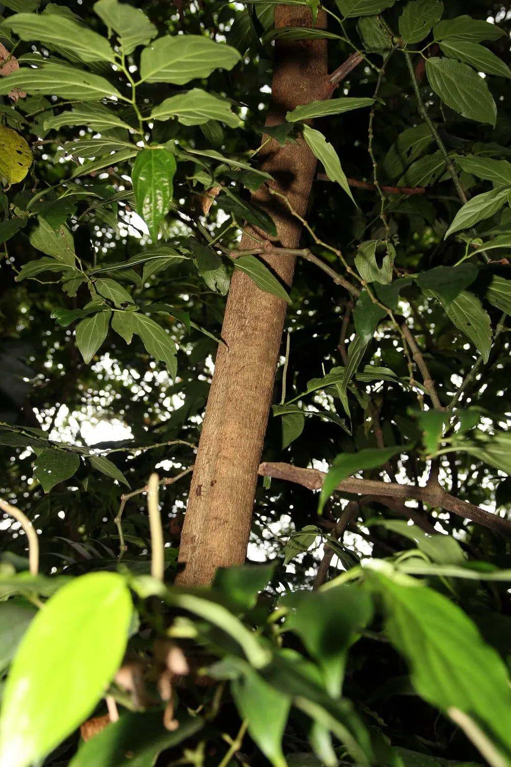 Avocado (Persea Americana) — rich green foliage and the bountiful fruit it produces; the tree demands ample sunlight and shelter from wind