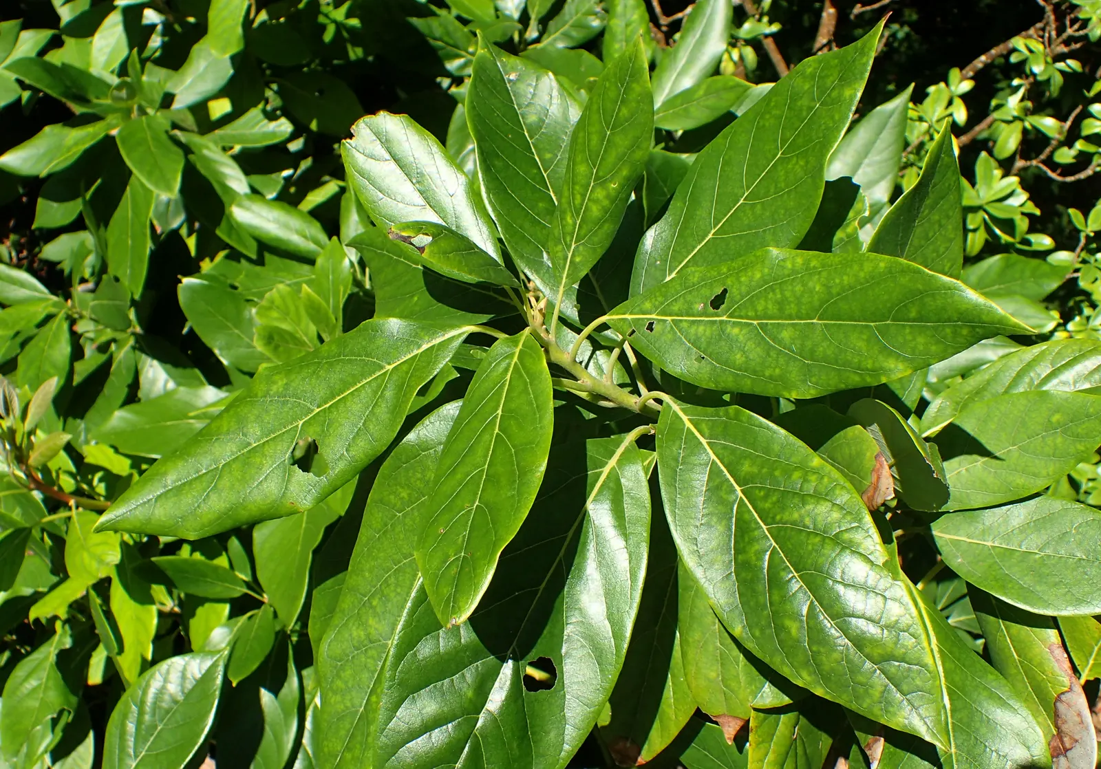 Avocado (Persea Americana) — tree with yellow blooms; layered appearance of its canopy, image 74