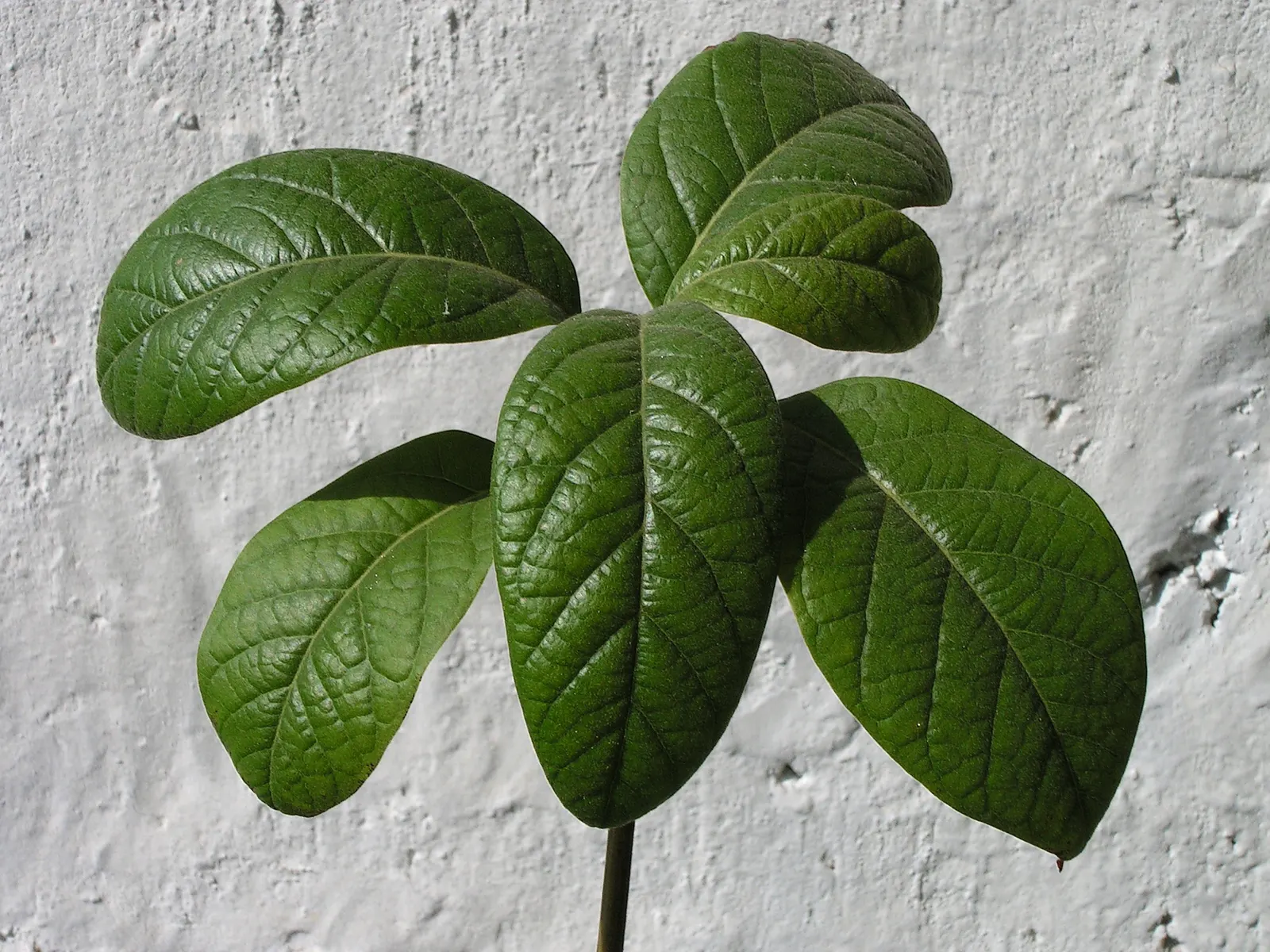 Avocado (Persea Americana) — rich green foliage and the bountiful fruit it produces