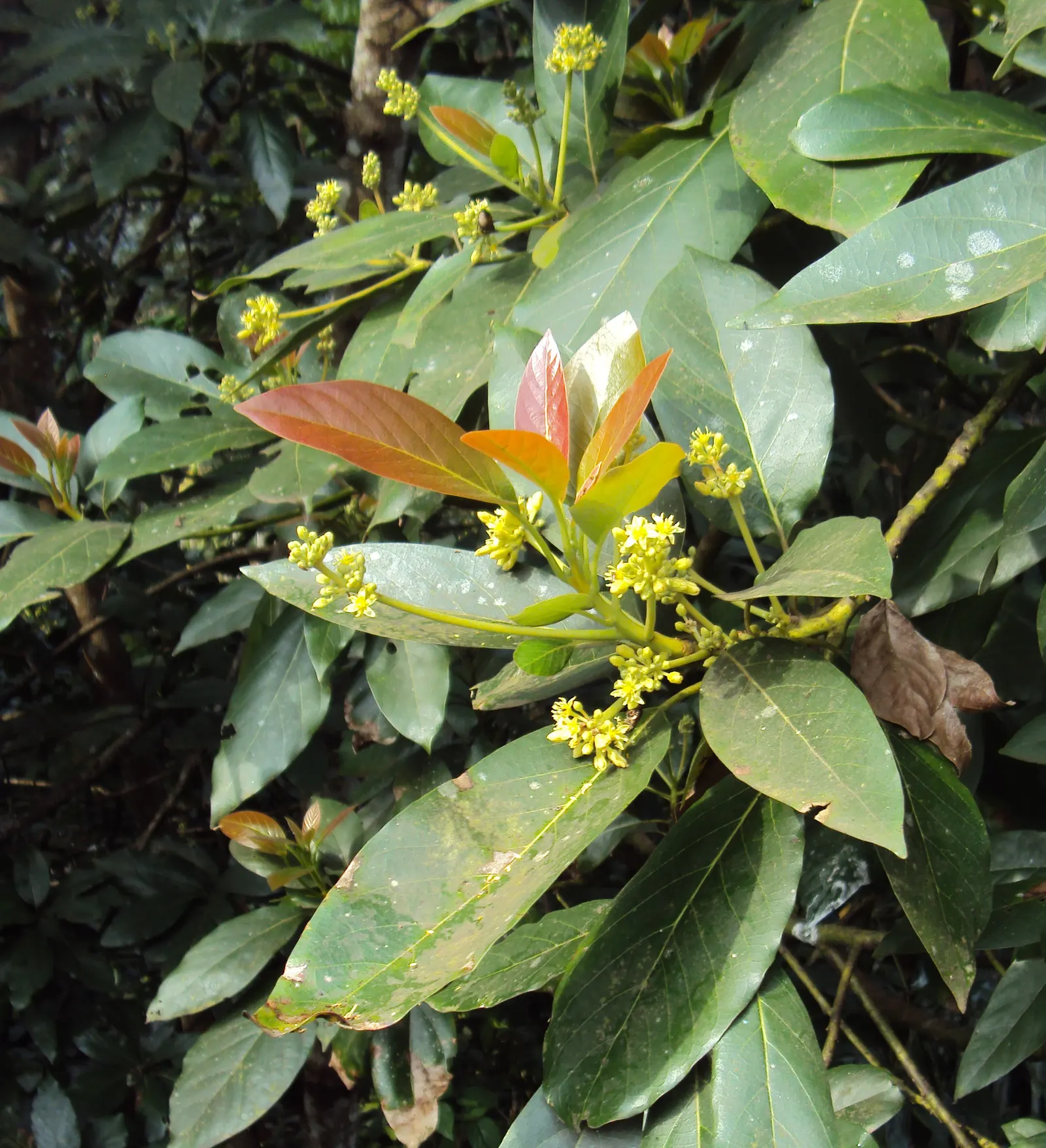 Avocado (Persea Americana) — While young trees benefit from protection against extreme heat and frost; the tree blooms in early spring, producing, image 60