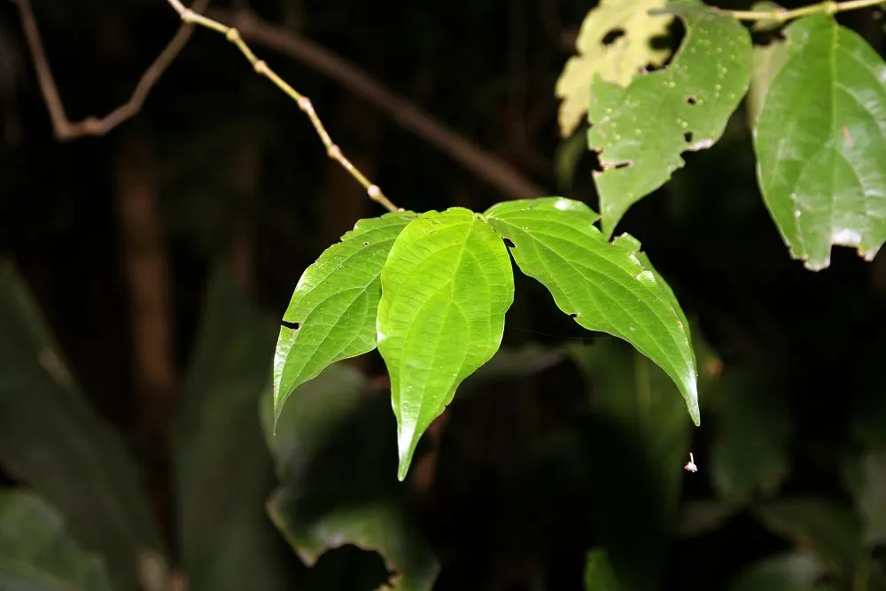 Avocado (Persea Americana) — Gardeners must be mindful of water needs