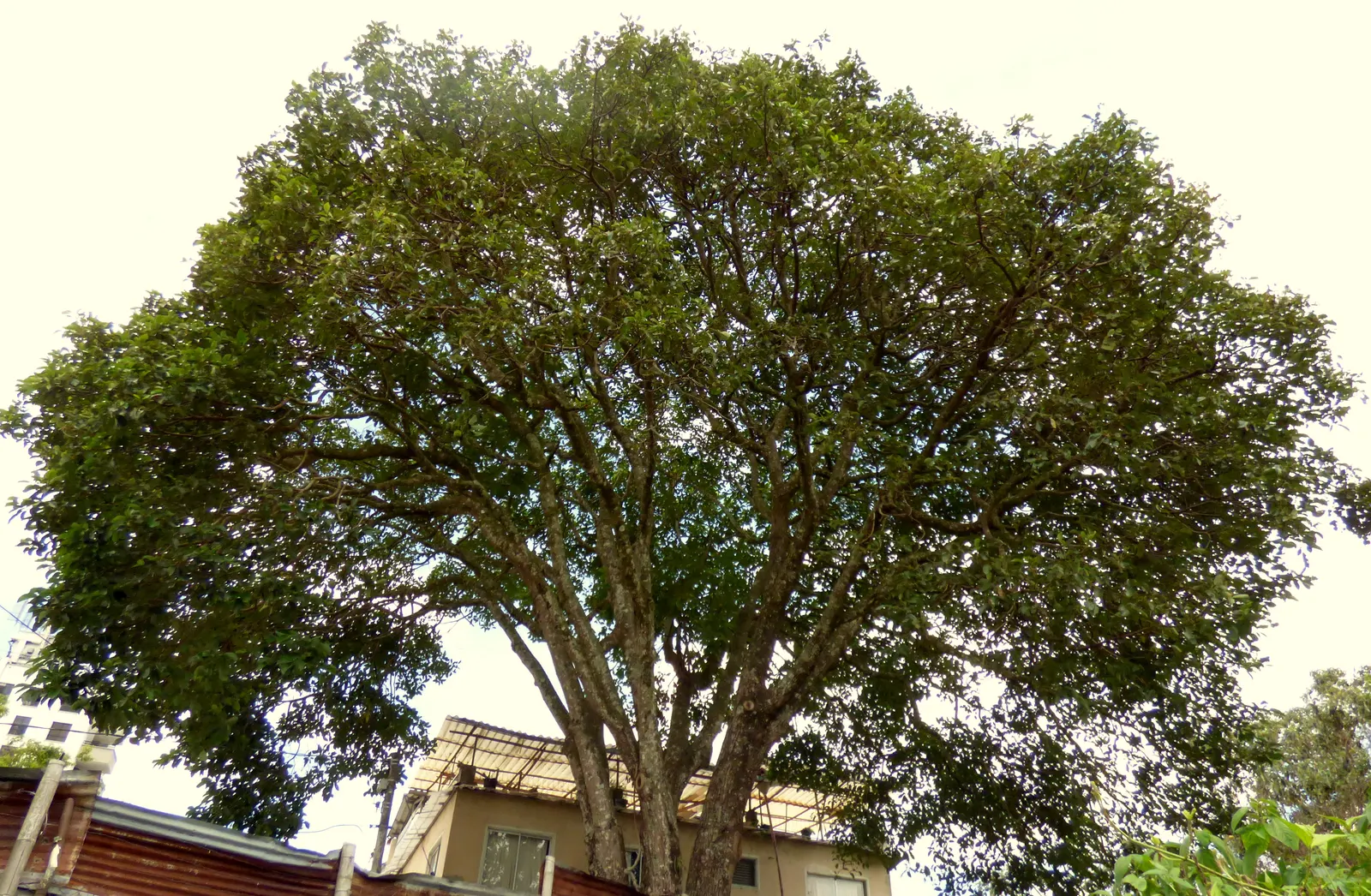 Avocado (Persea Americana) — The tree can reach a height of 40 to 80 feet with a canopy spread of 20 to 30 feet; while young trees benefit from protection