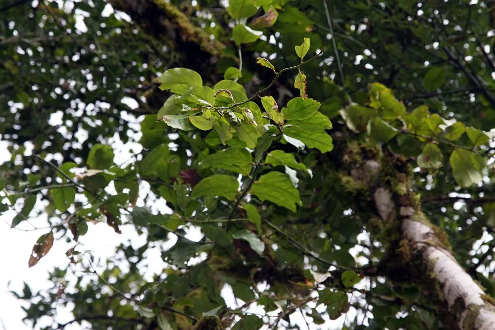 Avocado (Persea Americana) — The evergreen foliage offers a lush backdrop, while the popular, nutritious fruits emerge on mature trees