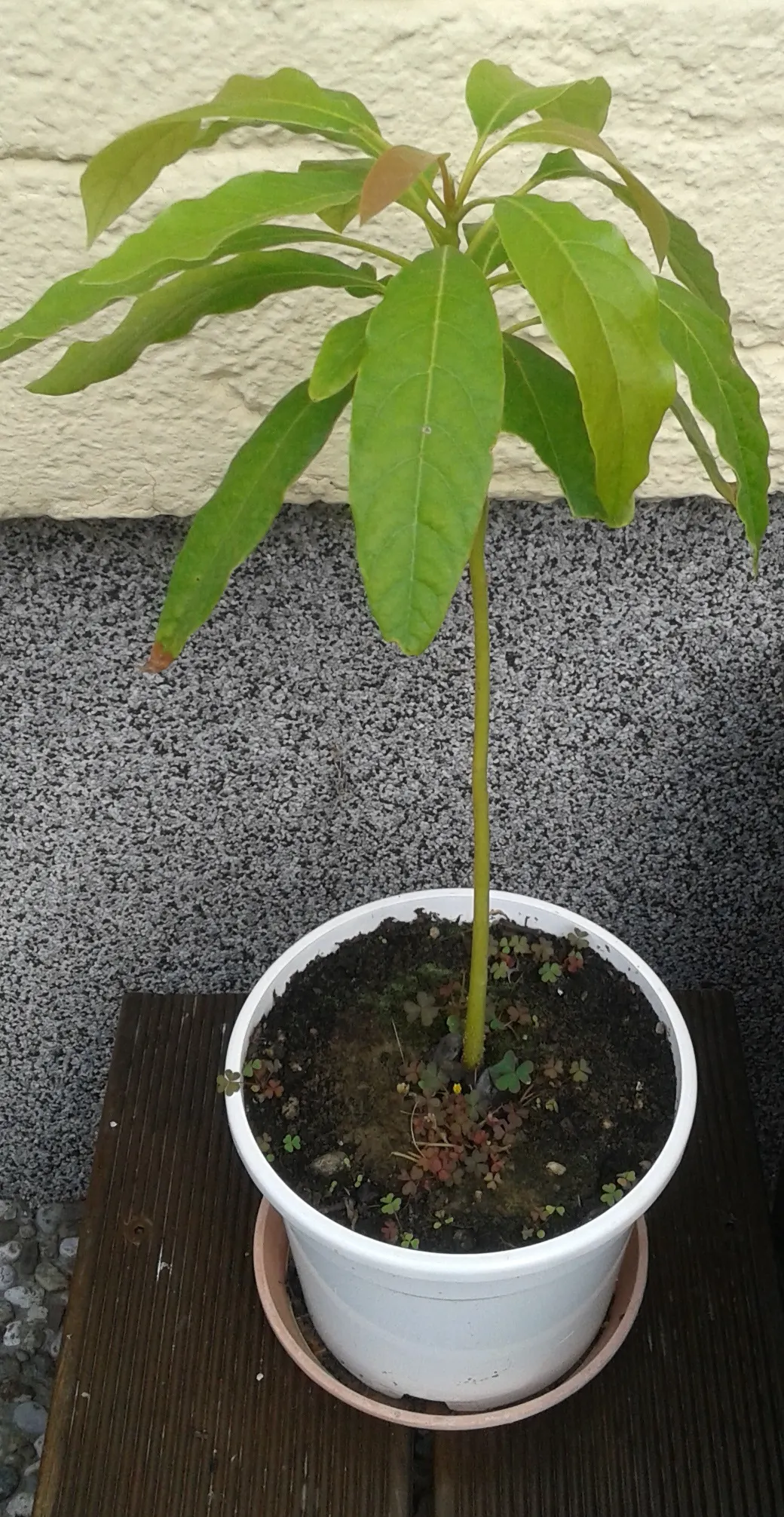 Avocado (Persea Americana) — It's a popular choice for landscape design due to its glossy; especially during dry spells