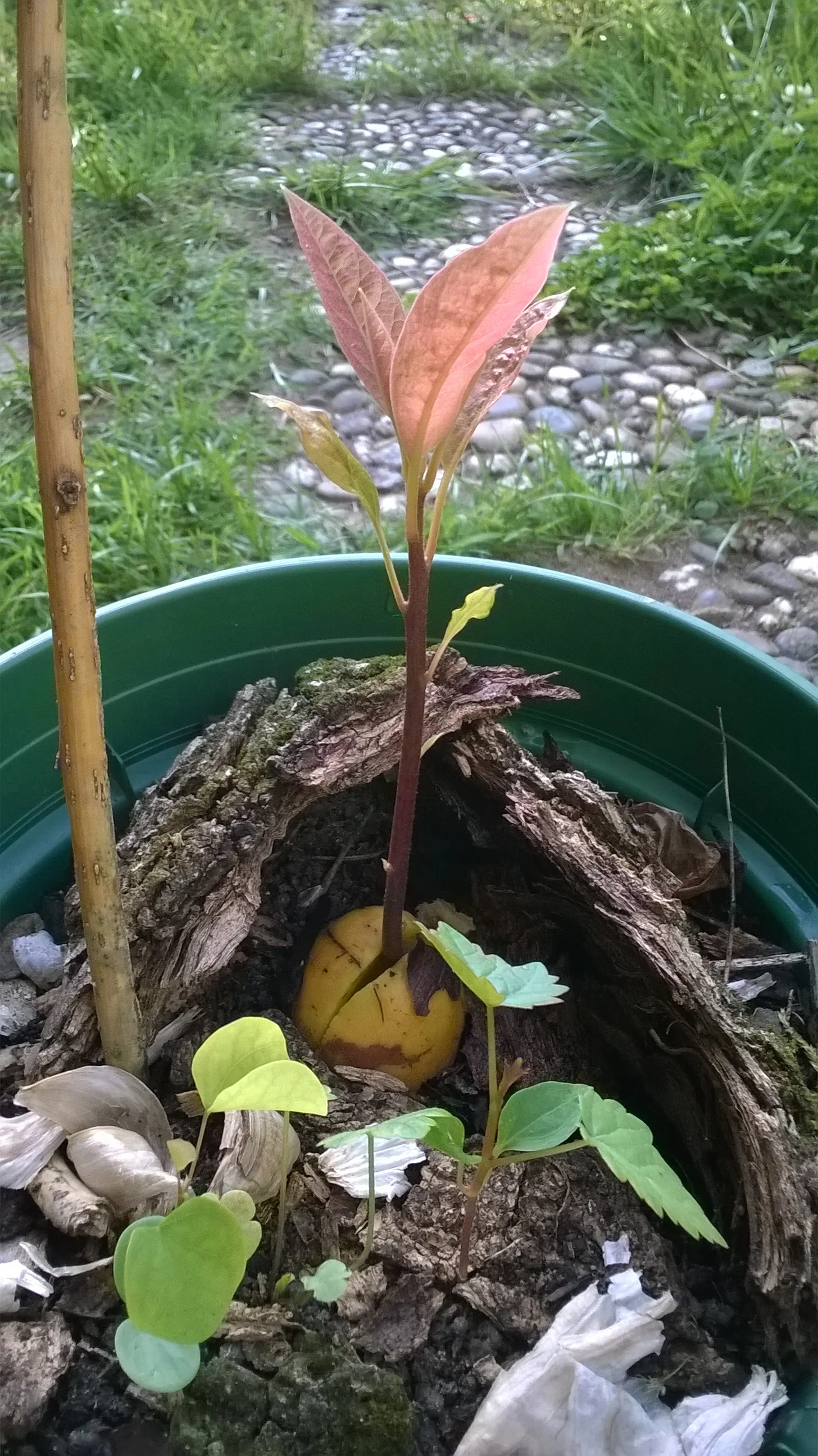 Avocado (Persea Americana) — rich green foliage and the bountiful fruit it produces; the tree demands ample sunlight and shelter from wind, image 58