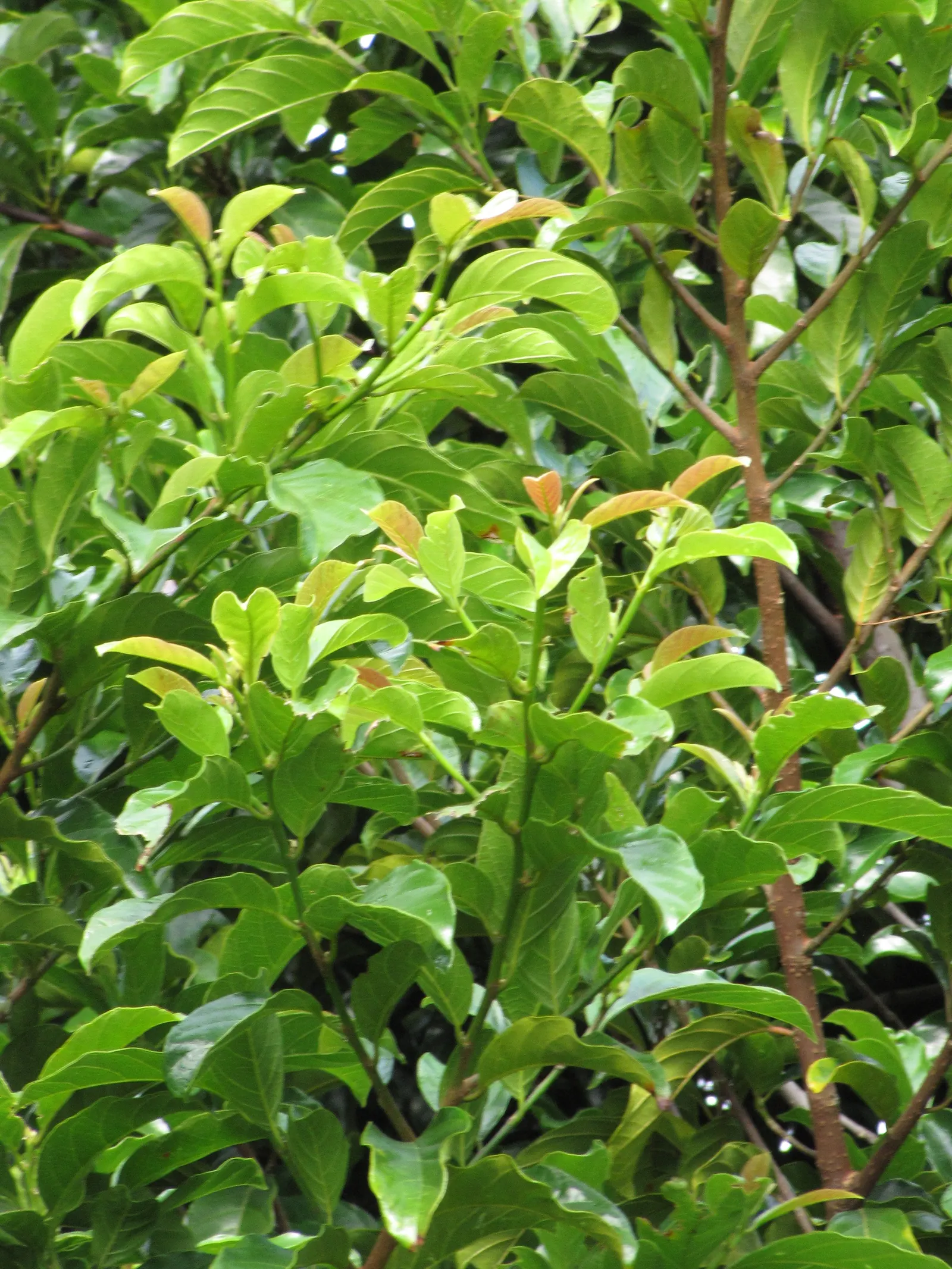 Avocado (Persea Americana) — providing both aesthetic beauty and functional value to any garden