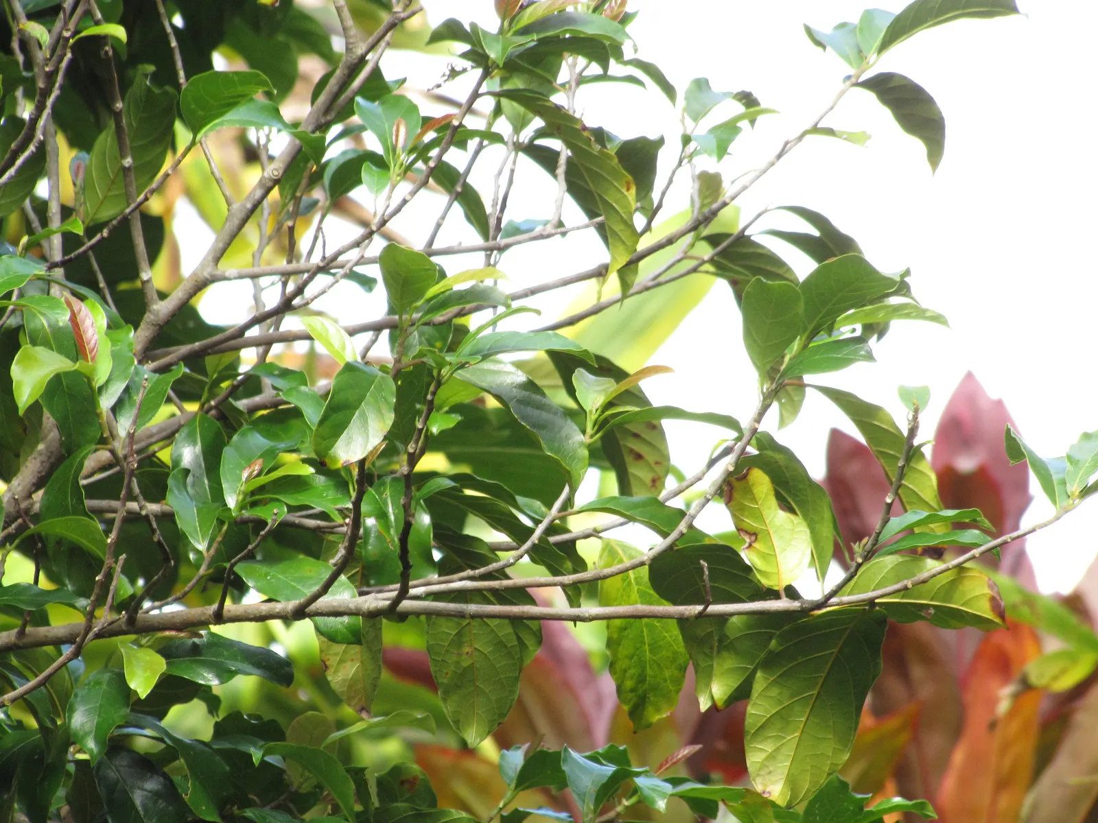 Avocado (Persea Americana) — providing both aesthetic beauty and functional value to any garden; avocados require regular watering but are, image 69