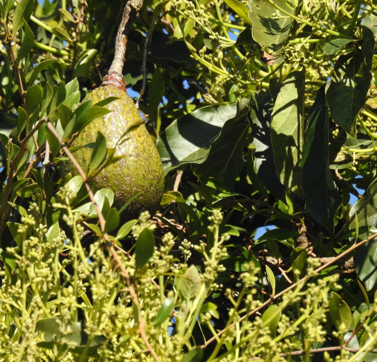 Avocado (Persea Americana) — ranging from 4 to 10 inches in length, image 38