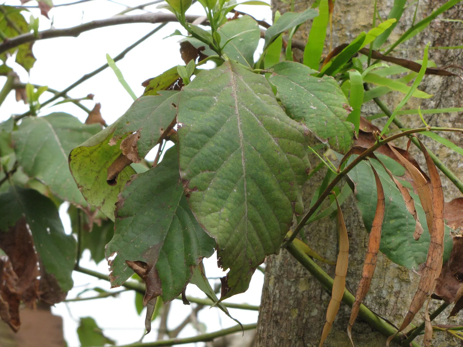 Avocado (Persea Americana) — <br><br>Not only is the Persea americana a visual asset