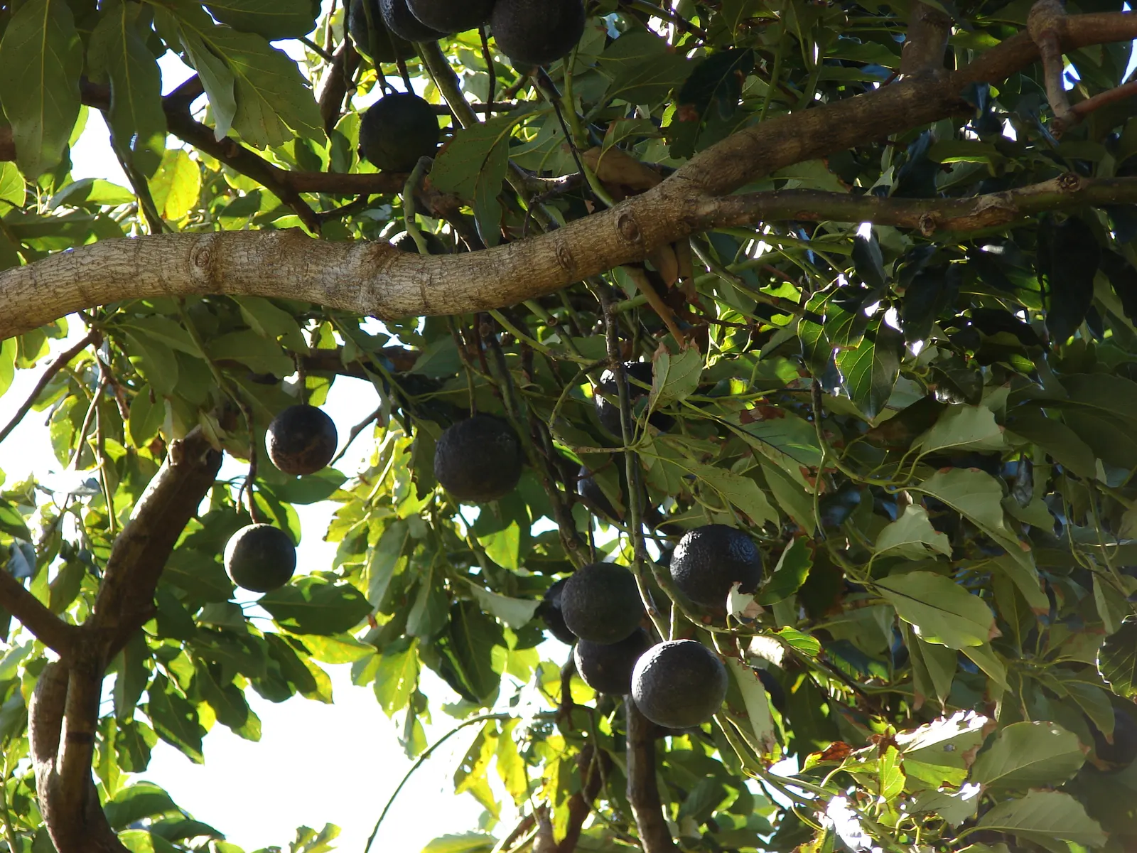 Avocado (Persea Americana) — The evergreen foliage offers a lush backdrop, while the popular, nutritious fruits emerge on mature trees; tree for full or half
