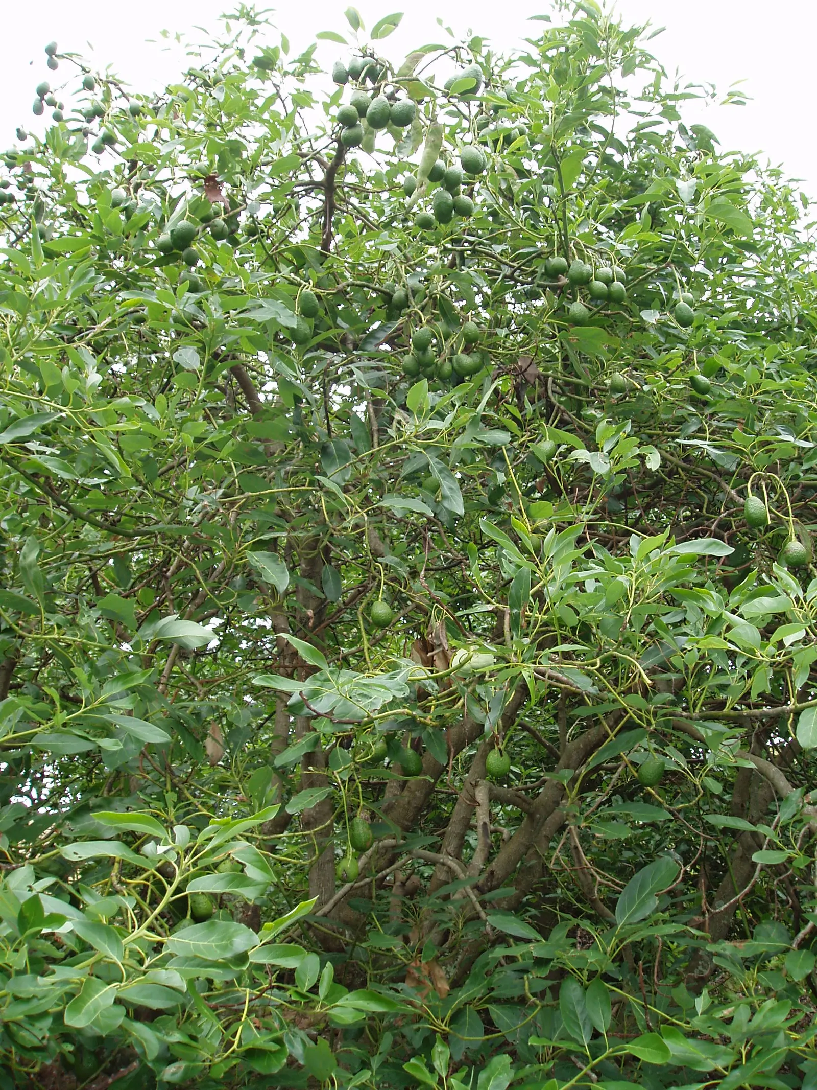 Avocado (Persea Americana) — The tree demands ample sunlight and shelter from wind; successful pollination often requires cross-pollination with, image 53