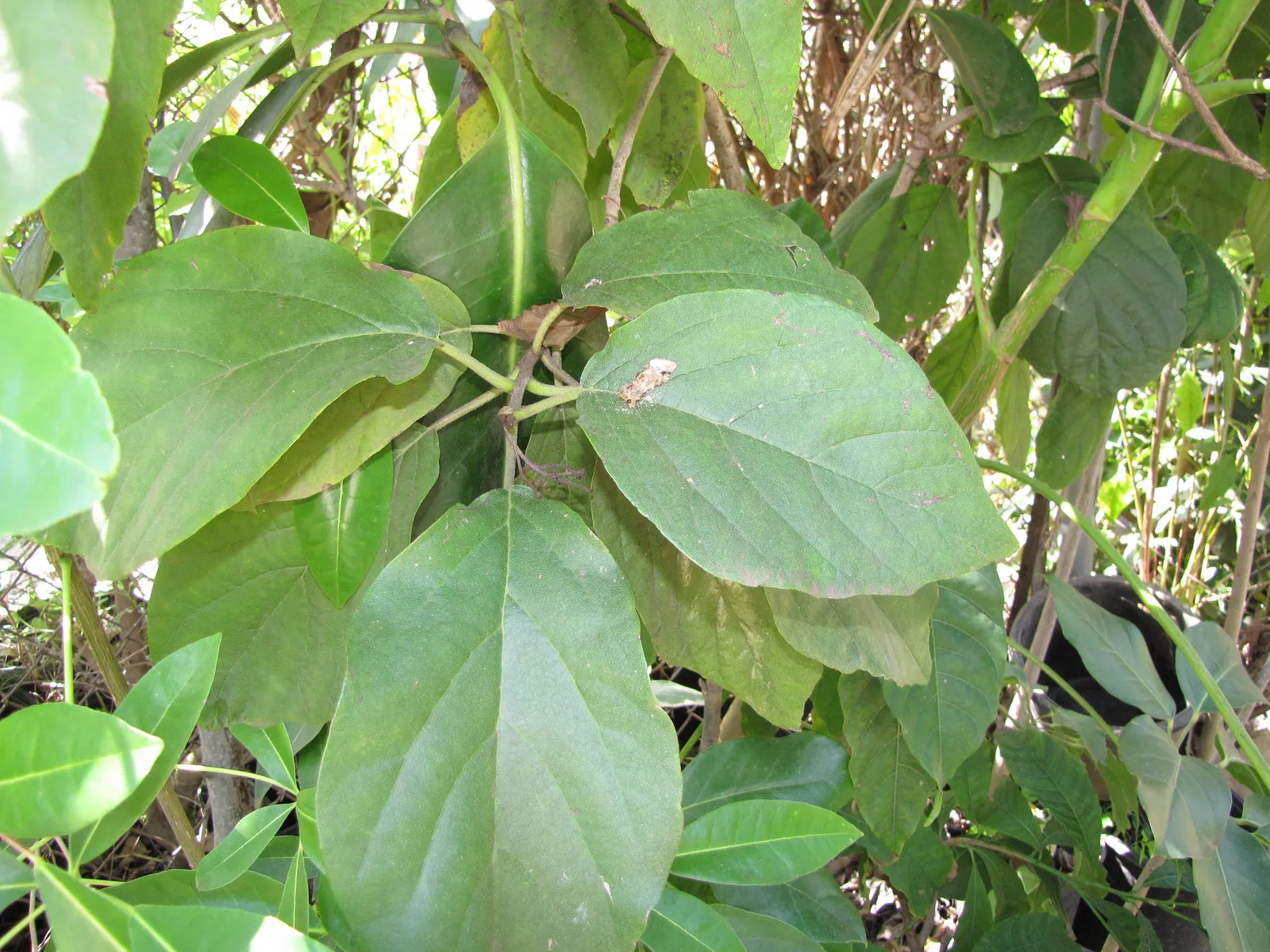 Avocado (Persea Americana) — It's a popular choice for landscape design due to its glossy