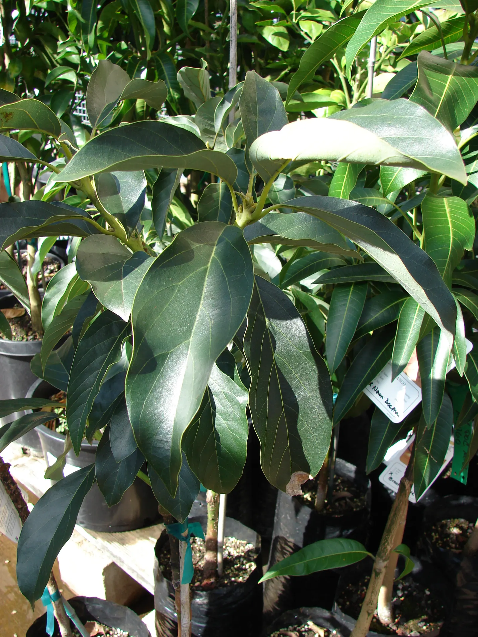 Avocado (Persea Americana) — tree for full or half; deep watering to promote a healthy root system, image 75