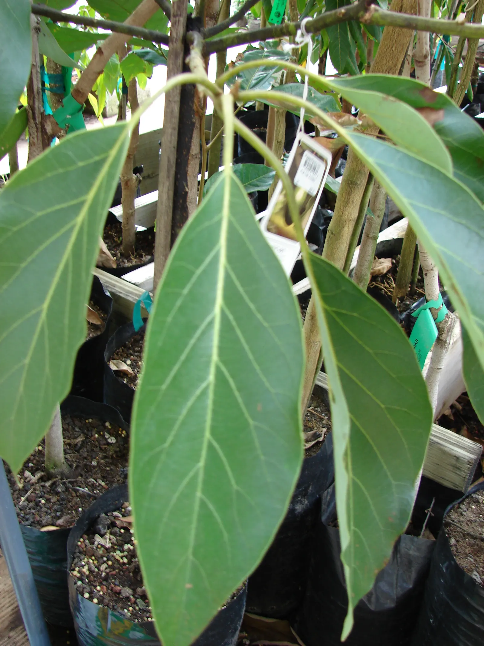Avocado (Persea Americana) — mature trees are more resilient with established root systems; tree with yellow blooms, image 61