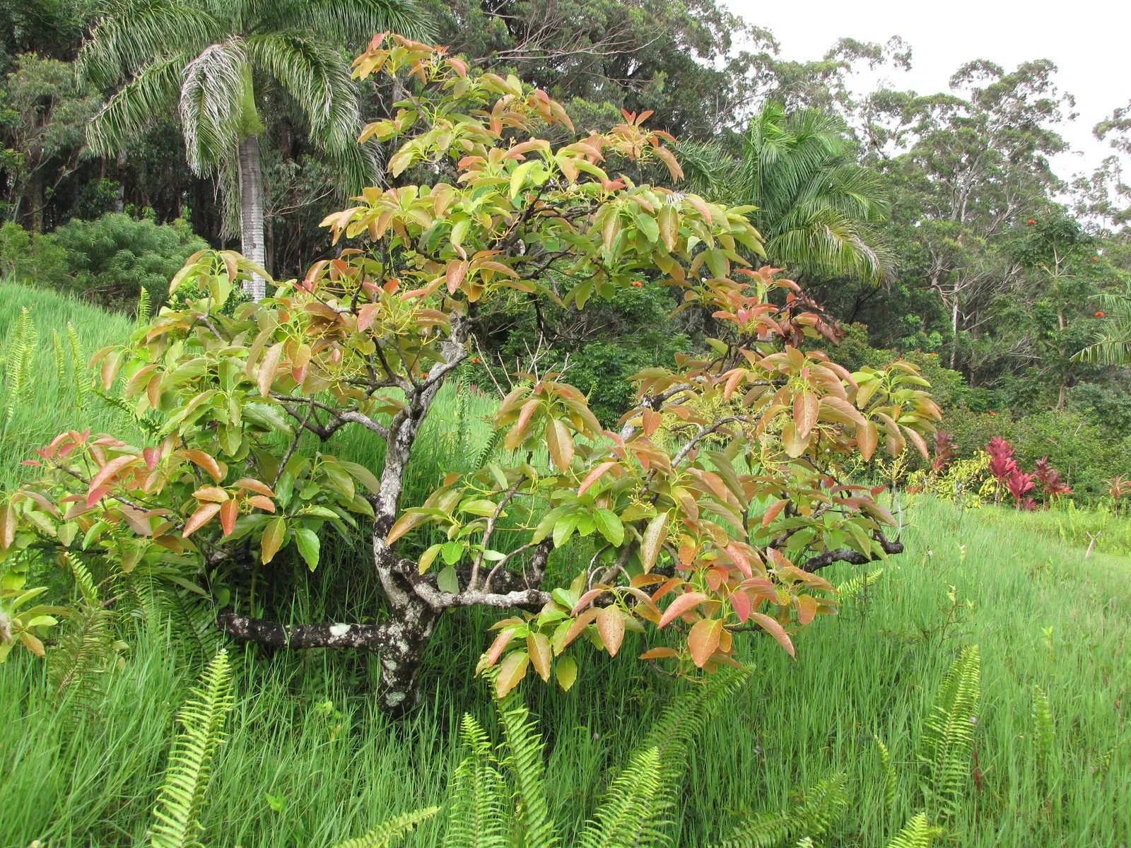 Avocado (Persea Americana) — Gardeners must be mindful of water needs; the leaves are lanceolate