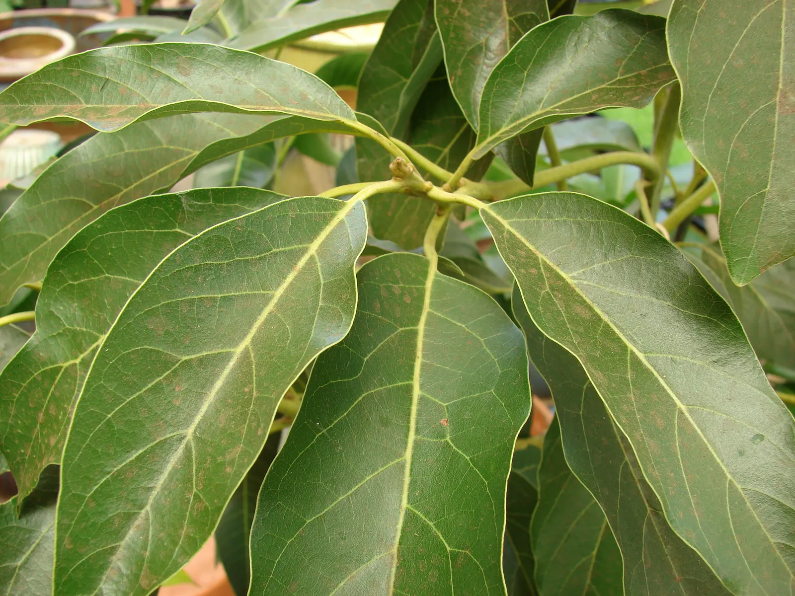 Avocado (Persea Americana) — especially during dry spells