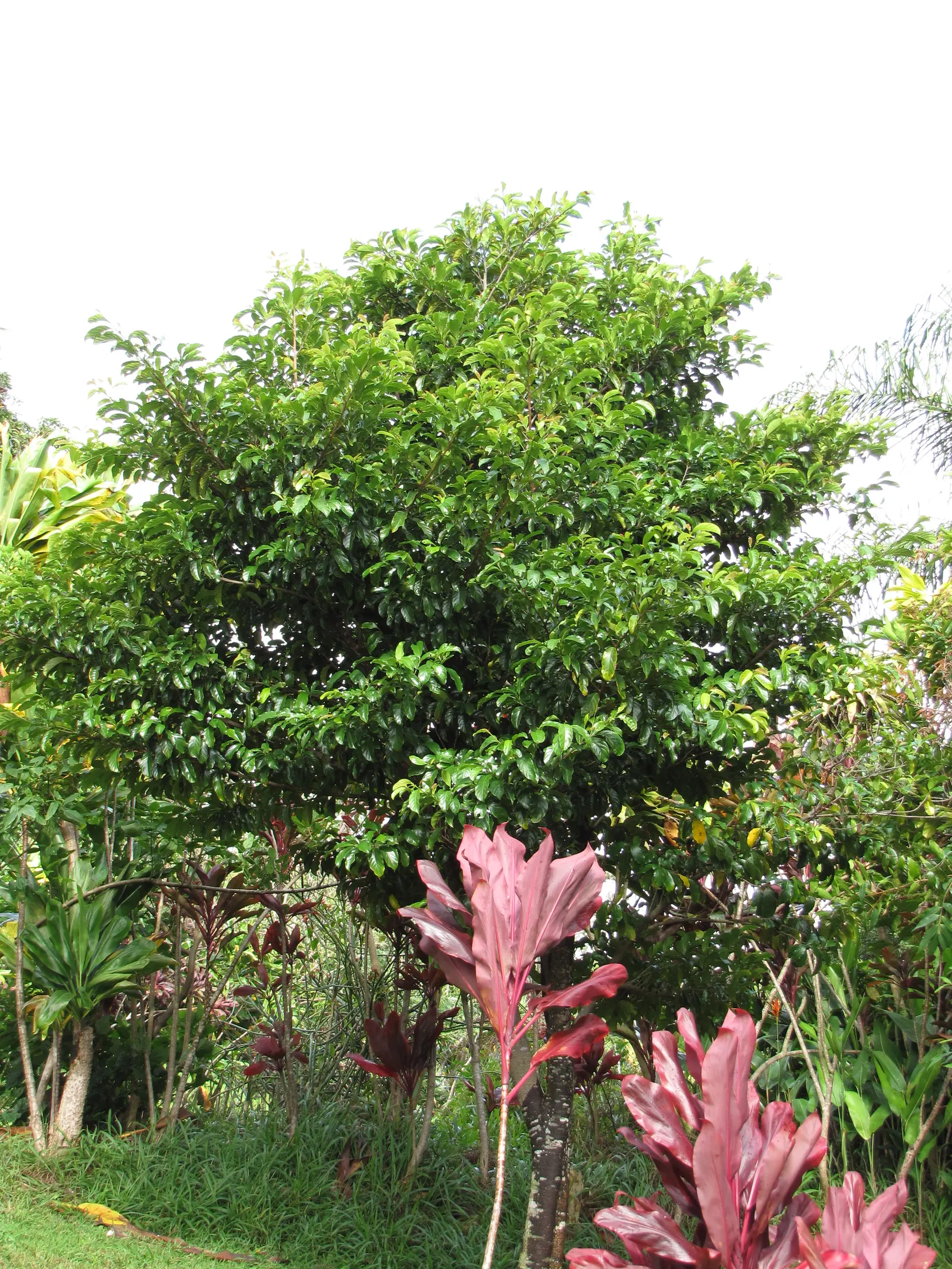 Avocado (Persea Americana) — yellow flowers in the garden; rich green foliage and the bountiful fruit it produces, image 73