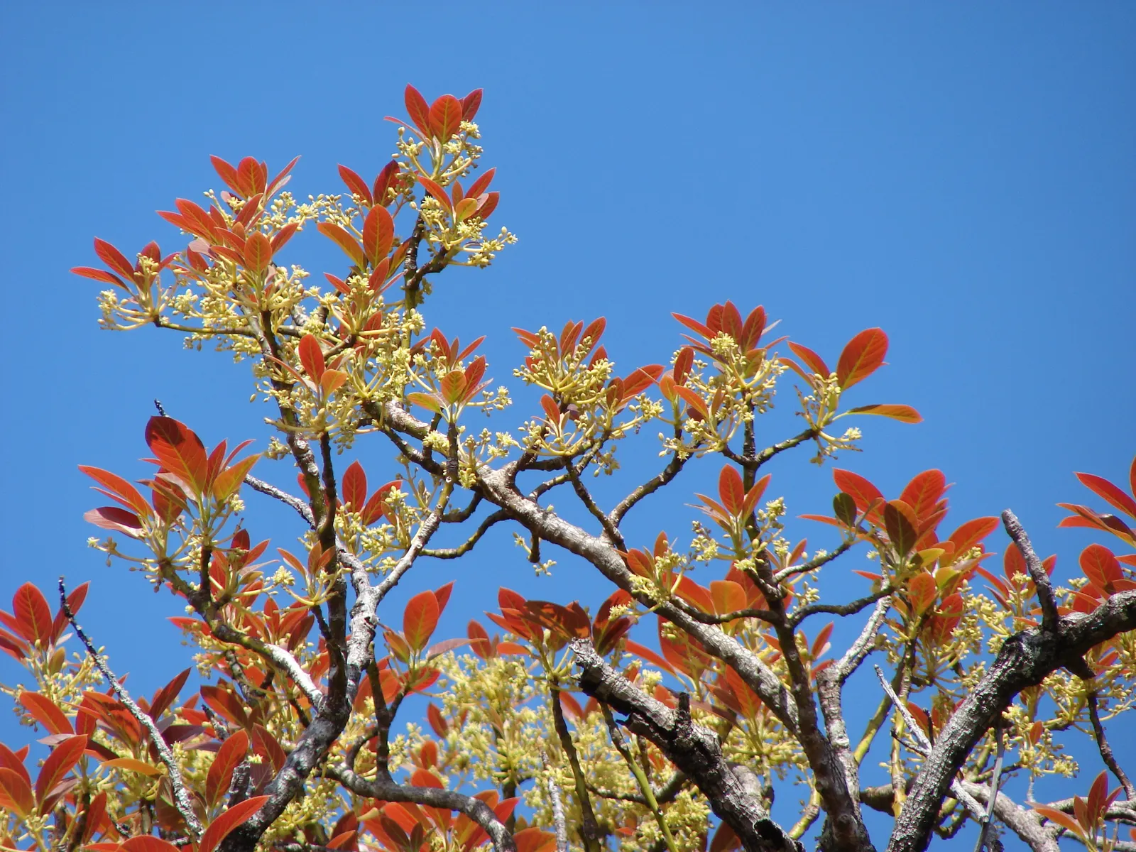 Avocado (Persea Americana) — contributing to the dense