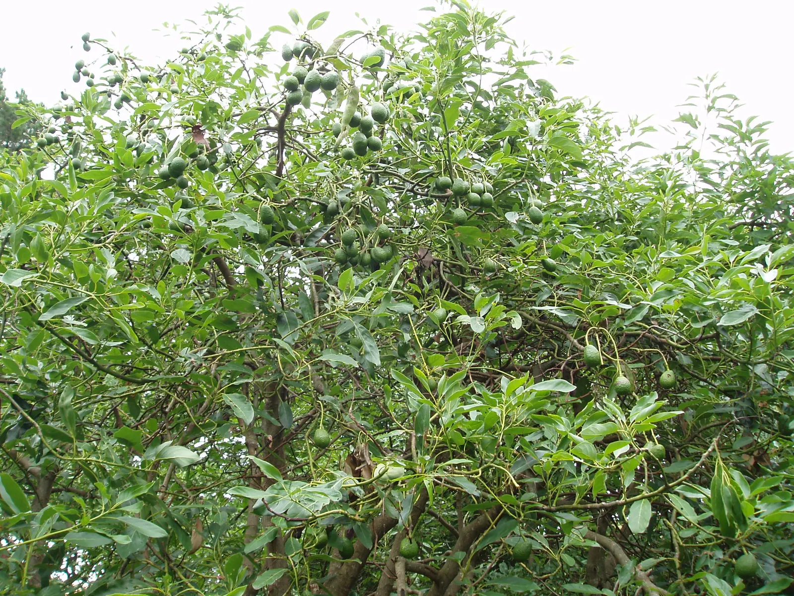 Avocado (Persea Americana) — especially during dry spells; providing both aesthetic beauty and functional value to any garden