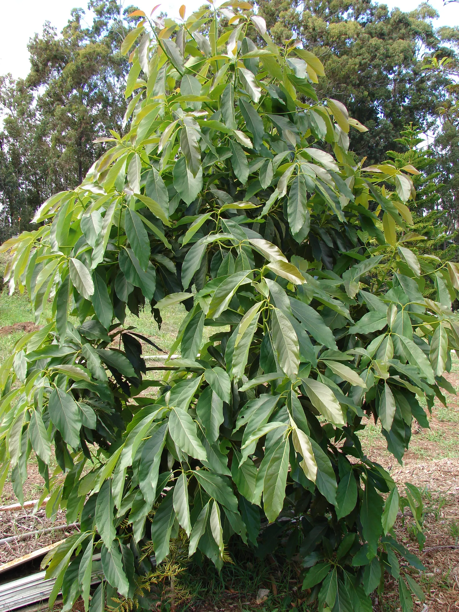 Avocado (Persea Americana) — is a magnificent evergreen tree native to south-central Mexico and naturally thrives in subtropical climates
