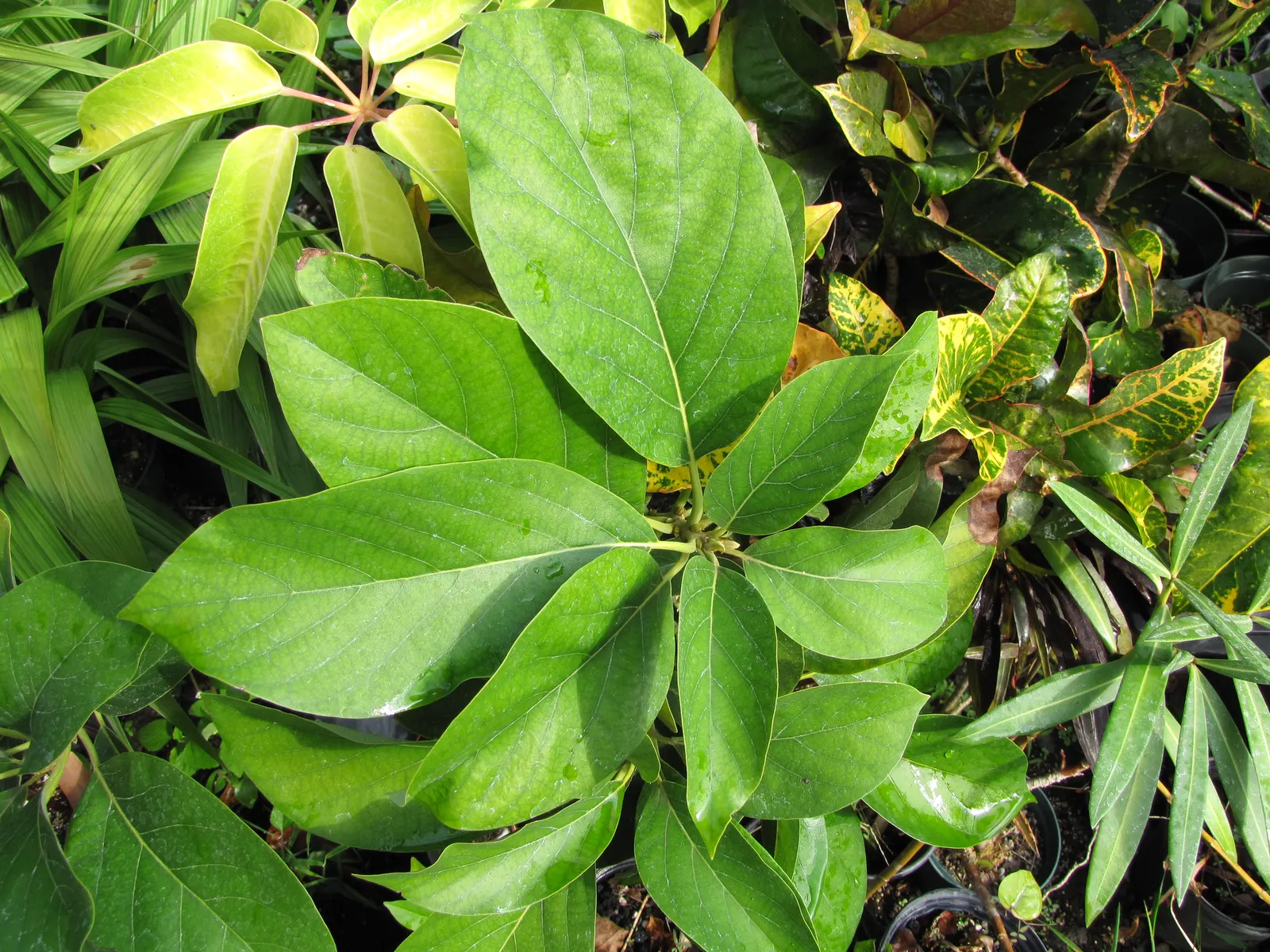 Avocado (Persea Americana) — It favors USDA zones 9b-11 and thrives in well-draining soil; mature trees are more resilient with established root systems