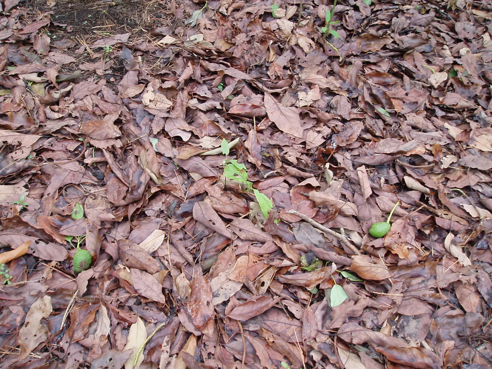 Avocado (Persea Americana) — The Avocado (Persea americana) is a fruit-bearing tree, native to Mexico, growing 20 to 40 feet tall; the evergreen foliage offers