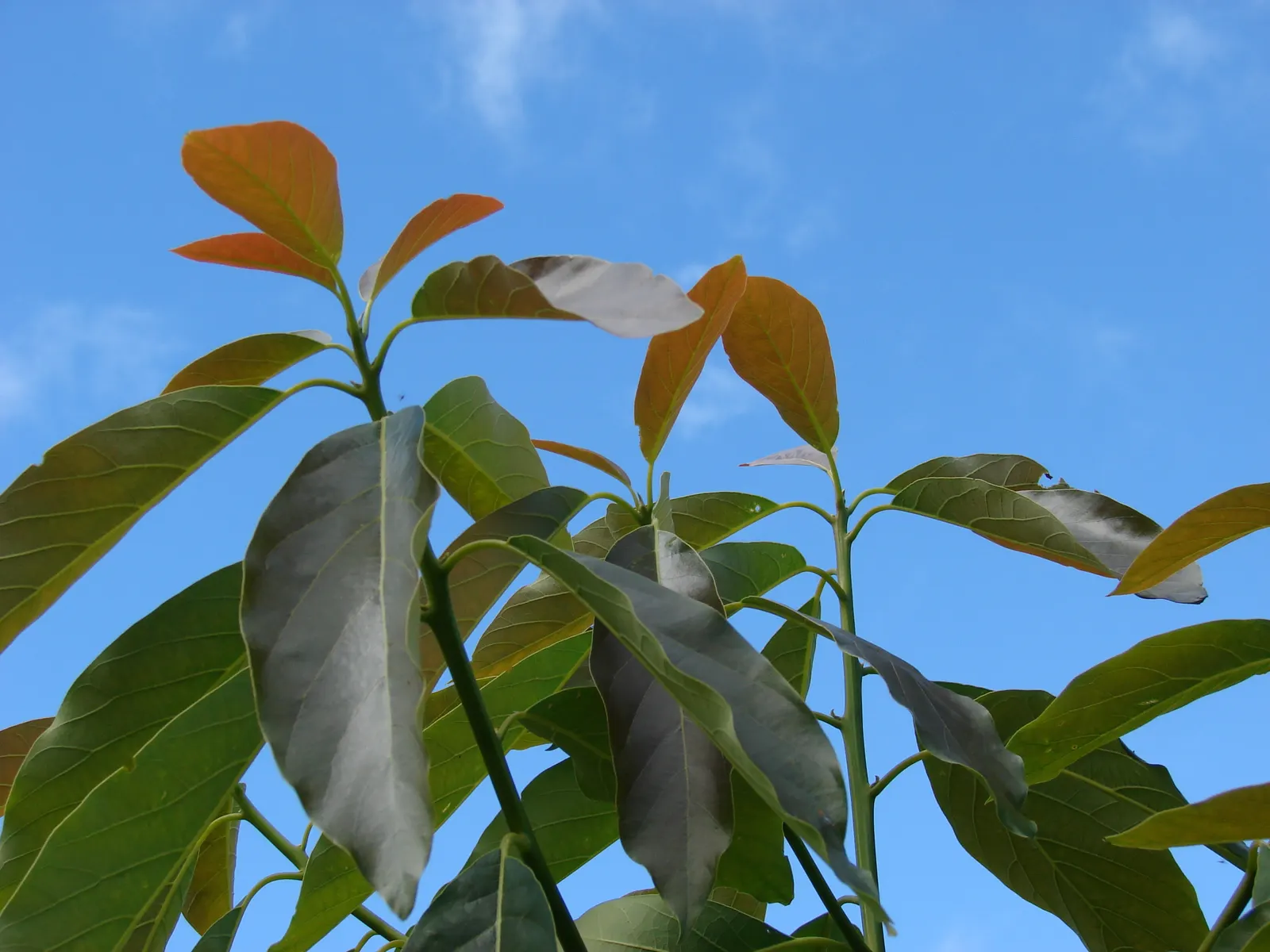 Avocado (Persea Americana) — mature trees are more resilient with established root systems
