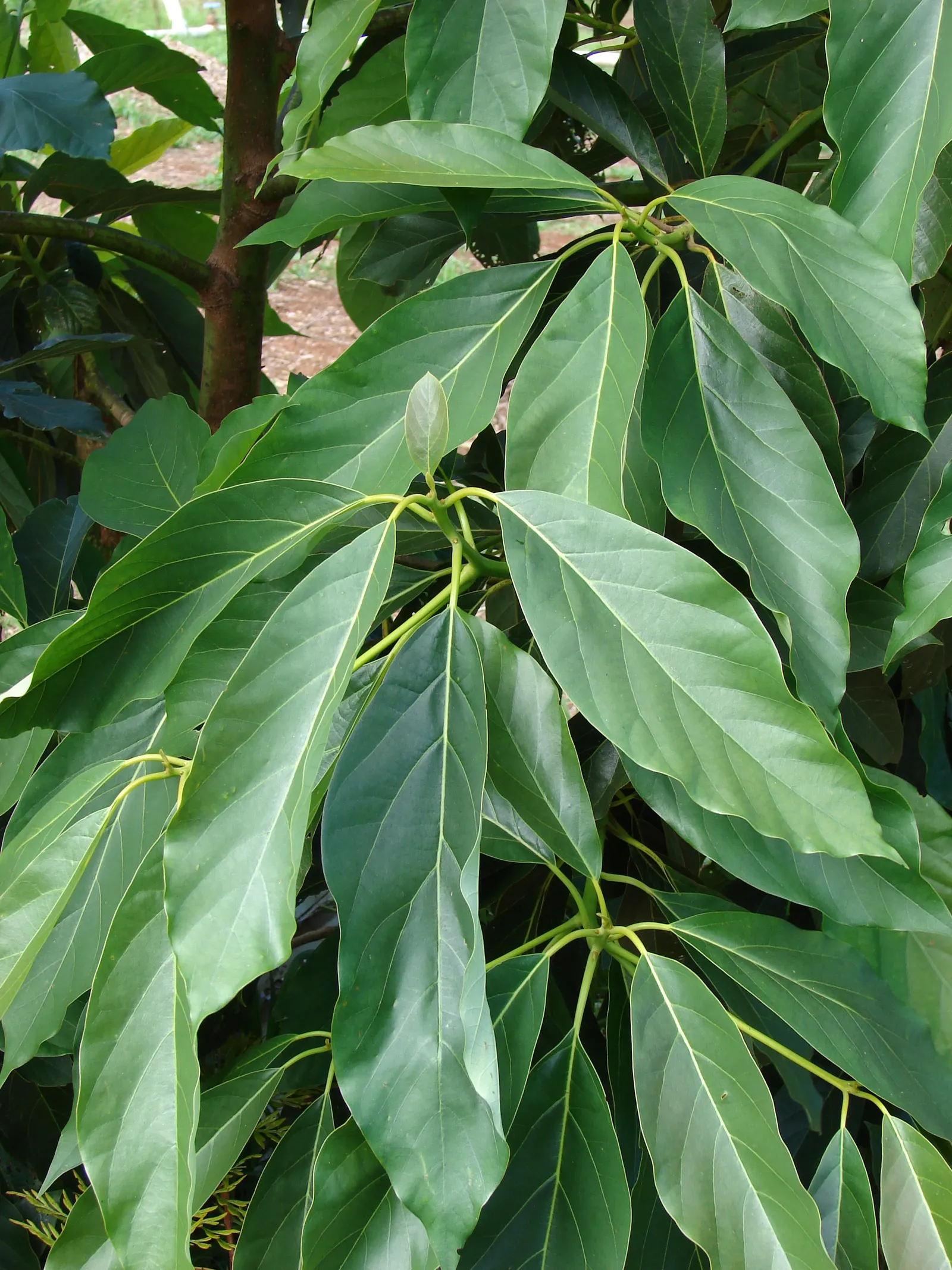 Avocado (Persea Americana) — The tree demands ample sunlight and shelter from wind