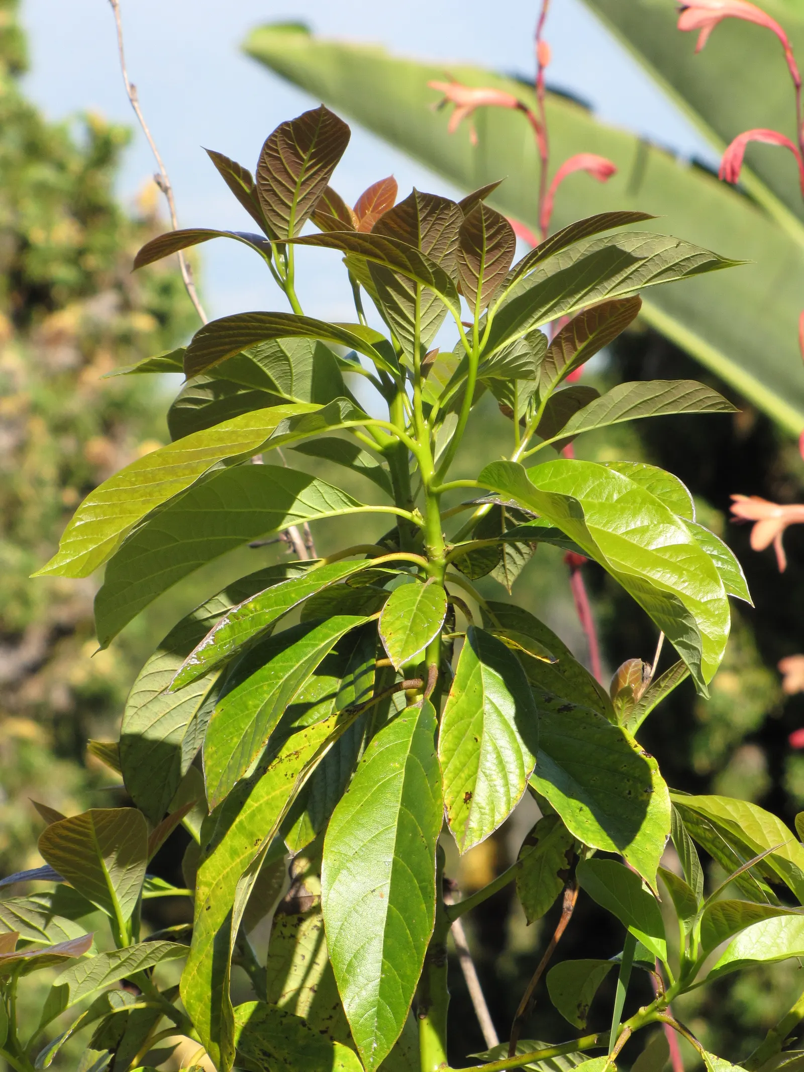 Avocado (Persea Americana) — The tree blooms in early spring, producing inconspicuous greenish-yellow flowers; <br><br>Not only is the Persea americana a