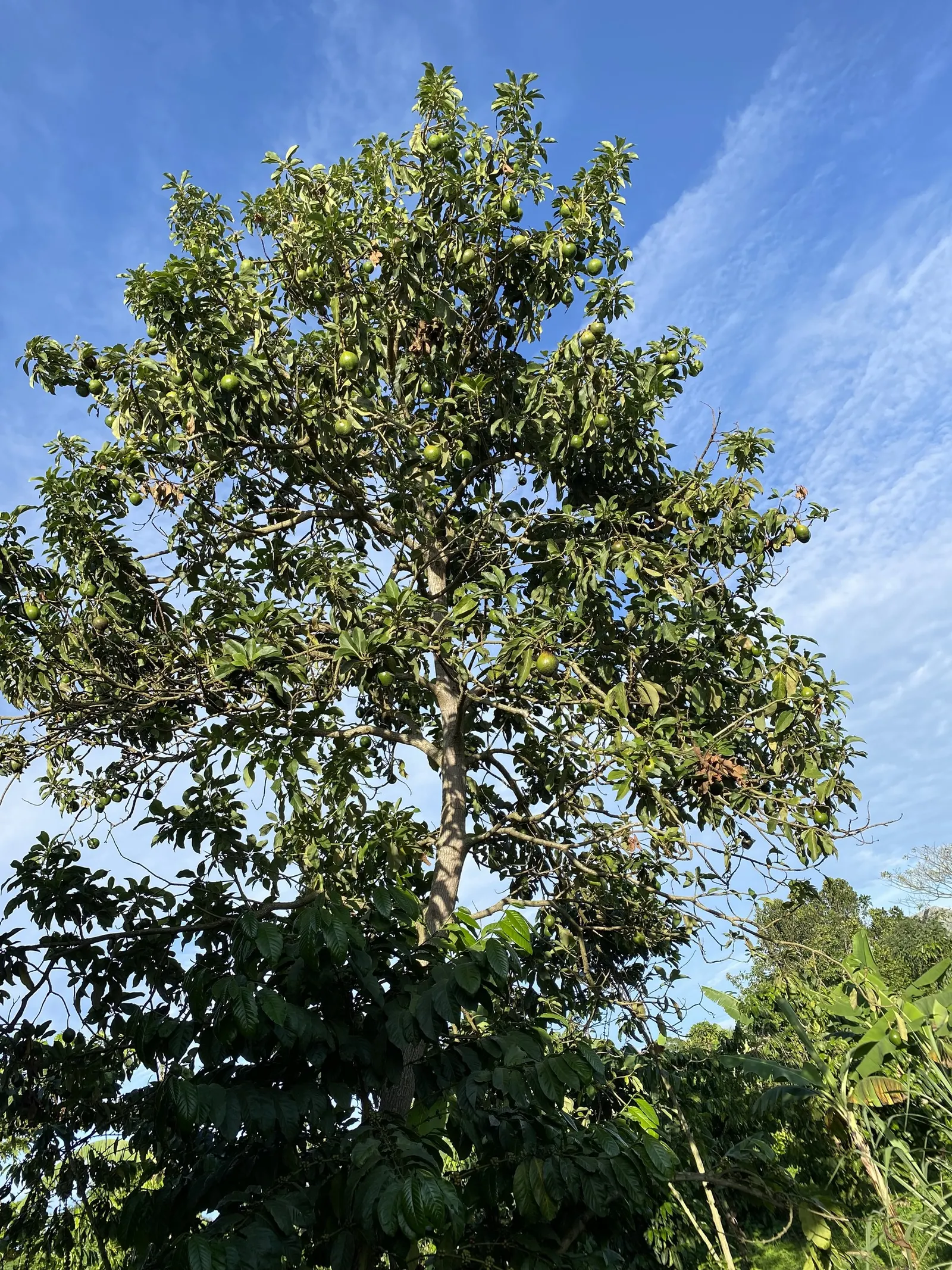 Avocado (Persea Americana) — Successful pollination often requires cross-pollination with another avocado cultivar; yellow flowers in the garden, image 68