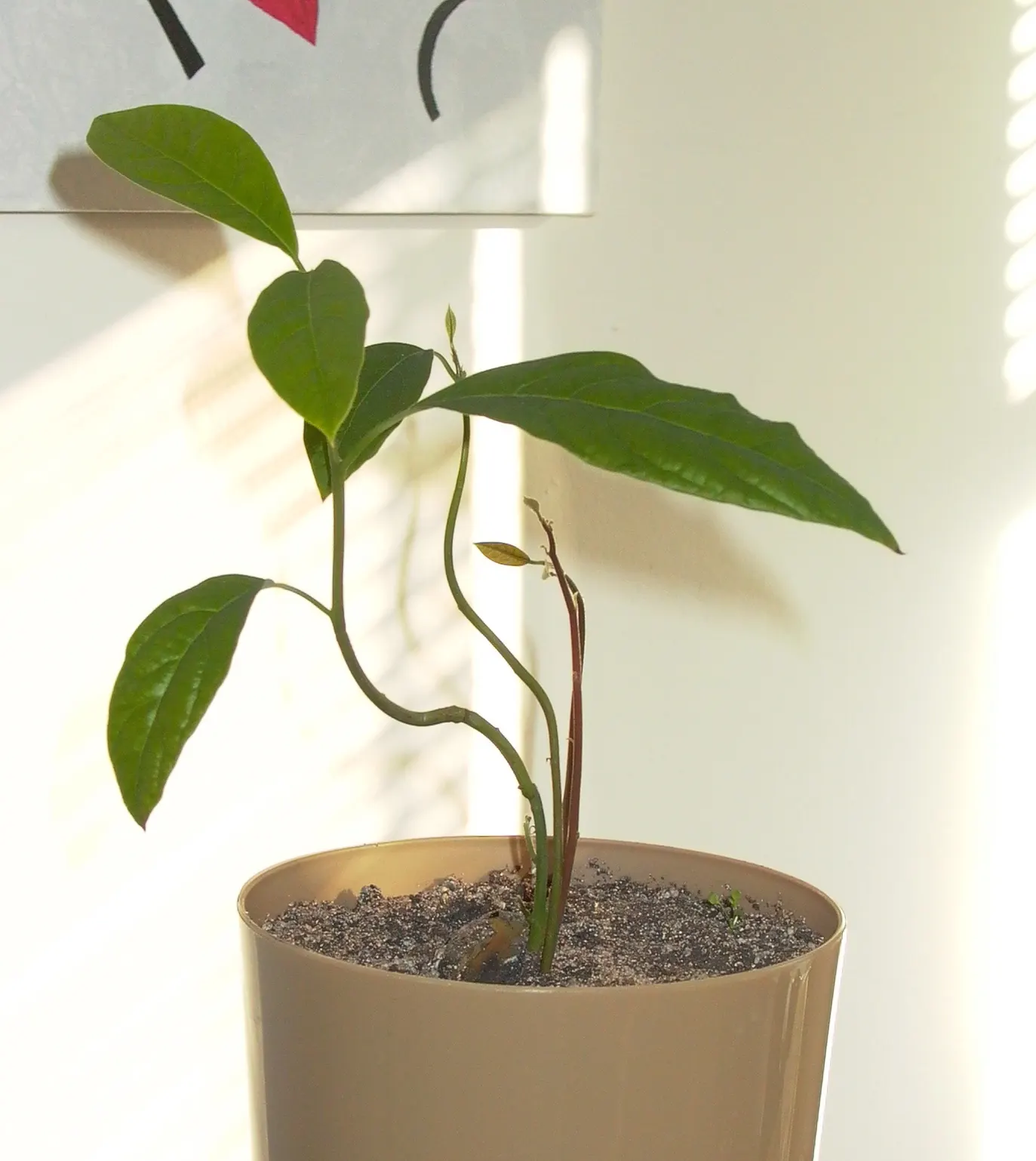 Avocado (Persea Americana) — ranging from 4 to 10 inches in length