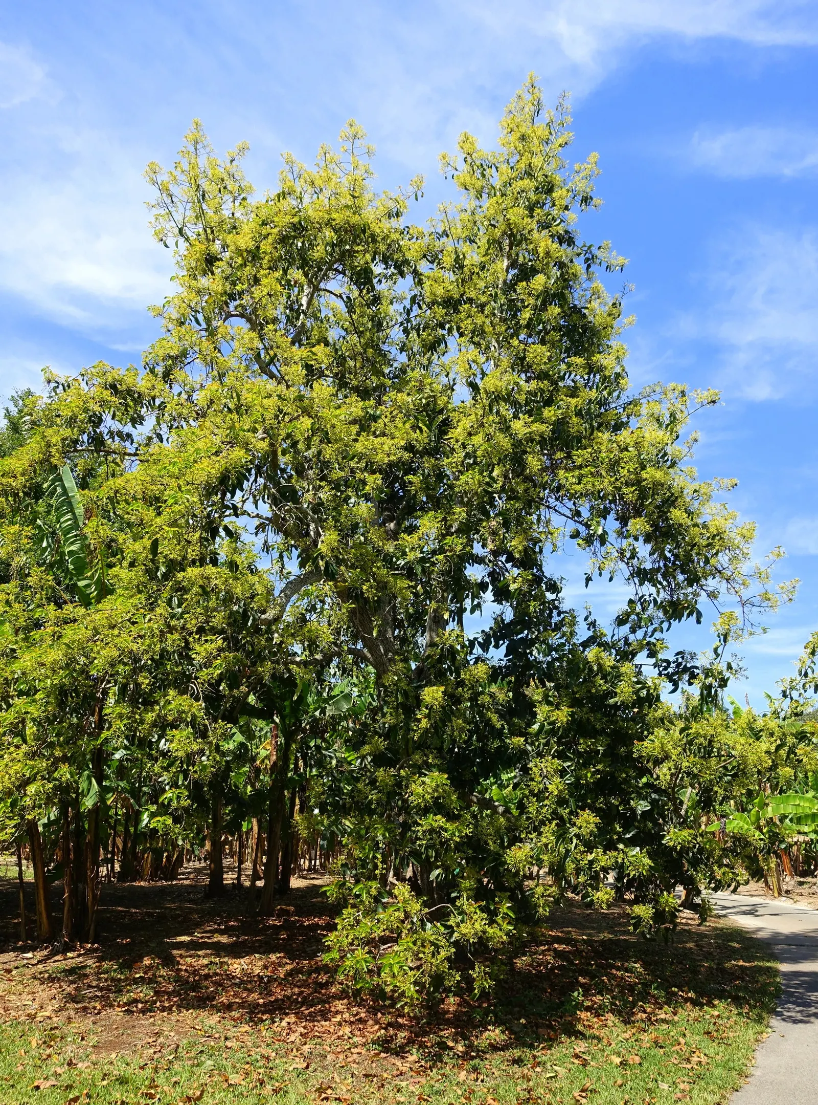 Avocado (Persea Americana) — deep watering to promote a healthy root system; the Avocado (Persea americana) is a fruit-bearing tree, native to Mexico, growing
