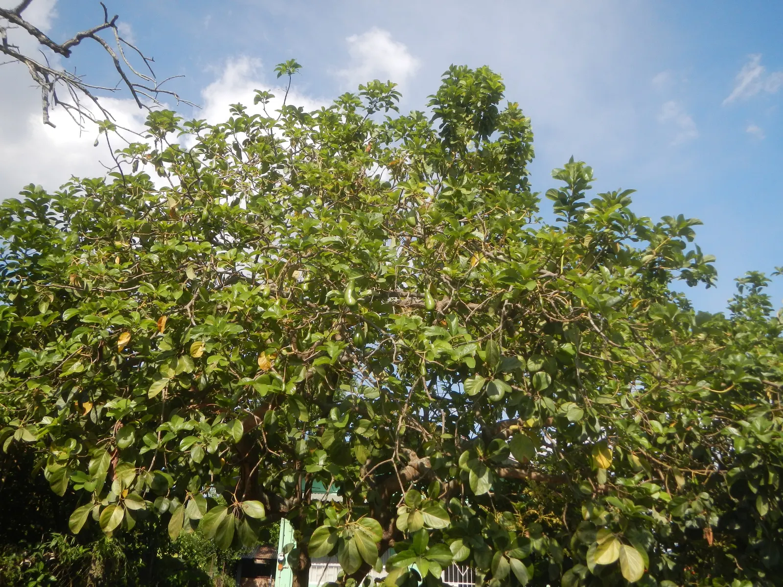 Avocado (Persea Americana) — yellow flowers in the garden