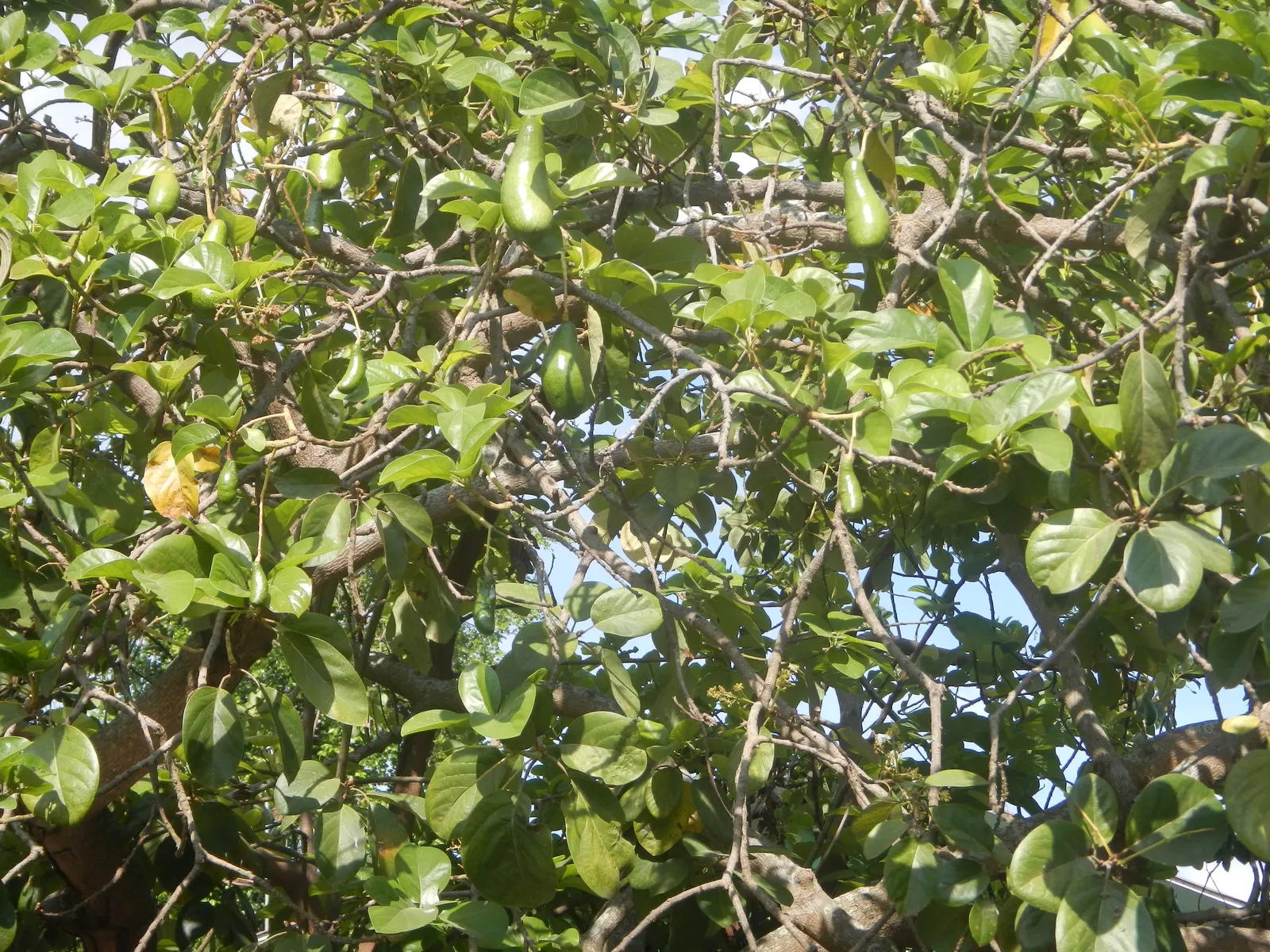 Avocado (Persea Americana) — While young trees benefit from protection against extreme heat and frost; the tree blooms in early spring, producing inconspicuous